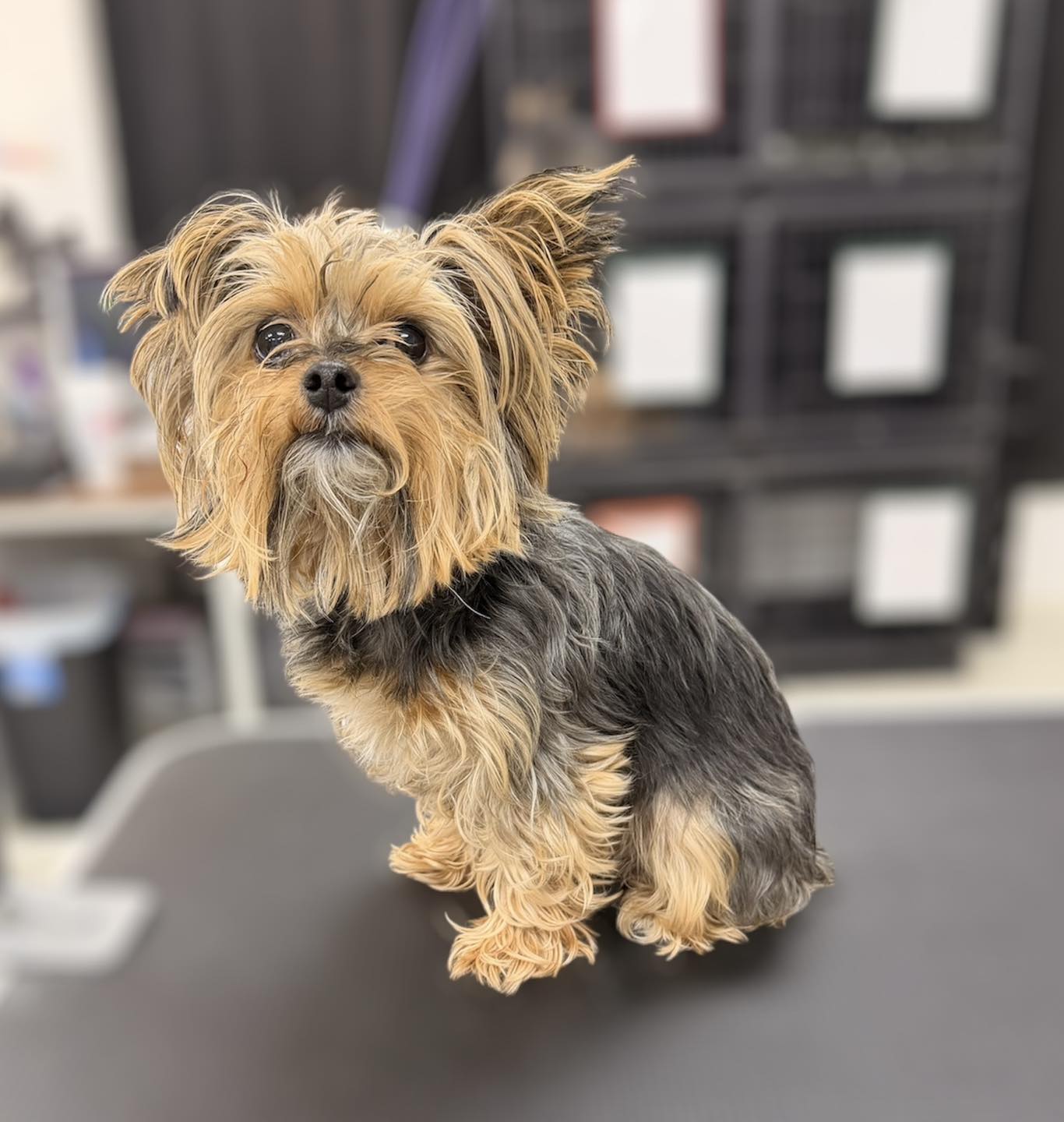 Bones & Bows Pet Grooming Terrell