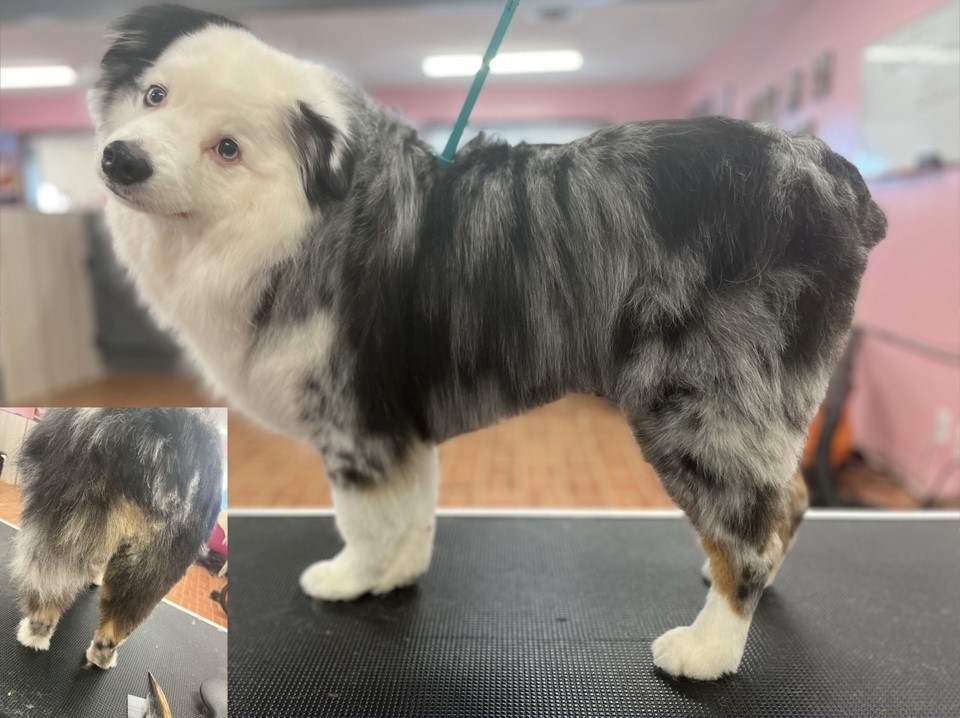 Bones & Bows Pet Grooming Terrell