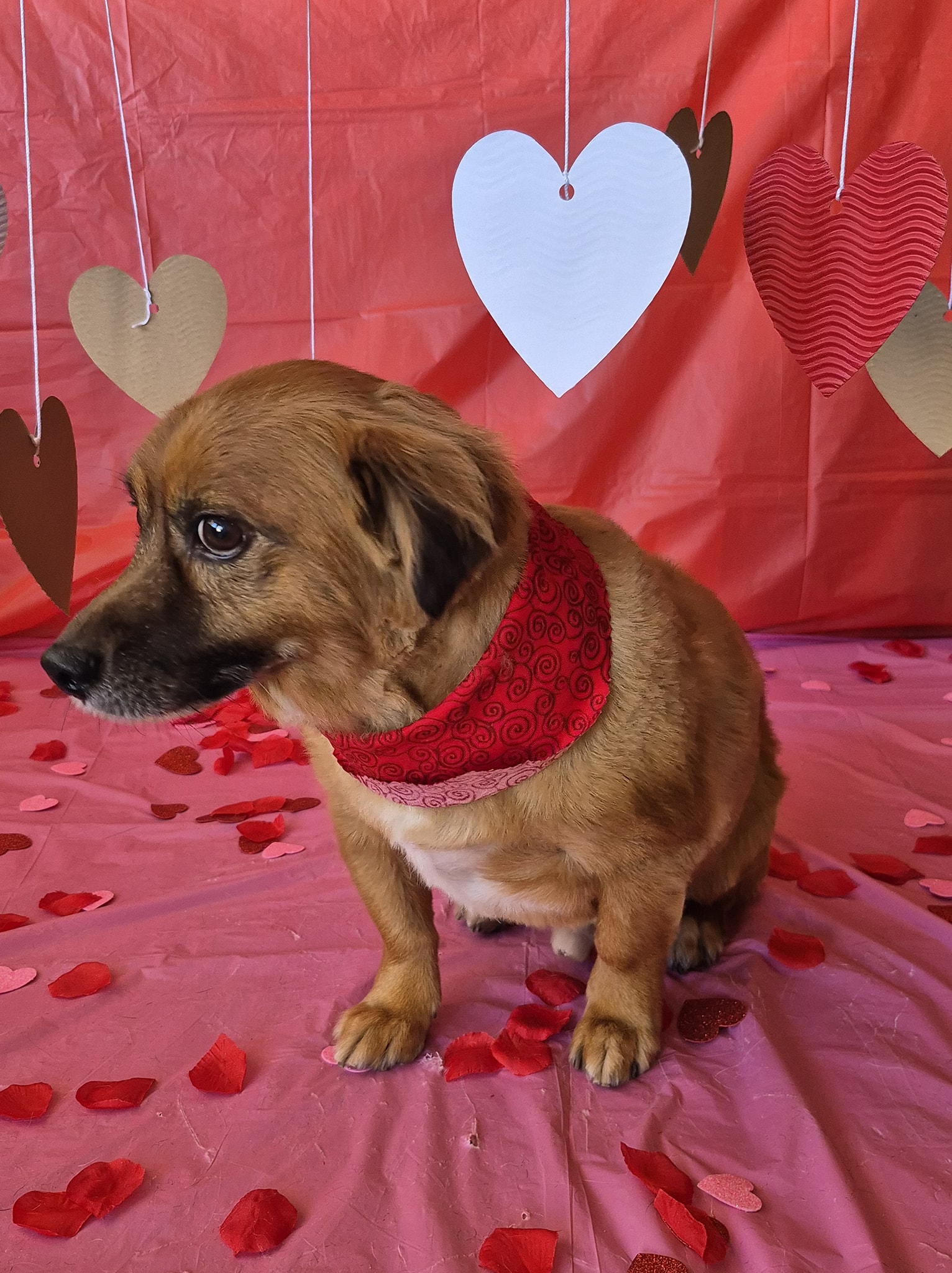 DownTown Dog Grooming and Daycare Terrell