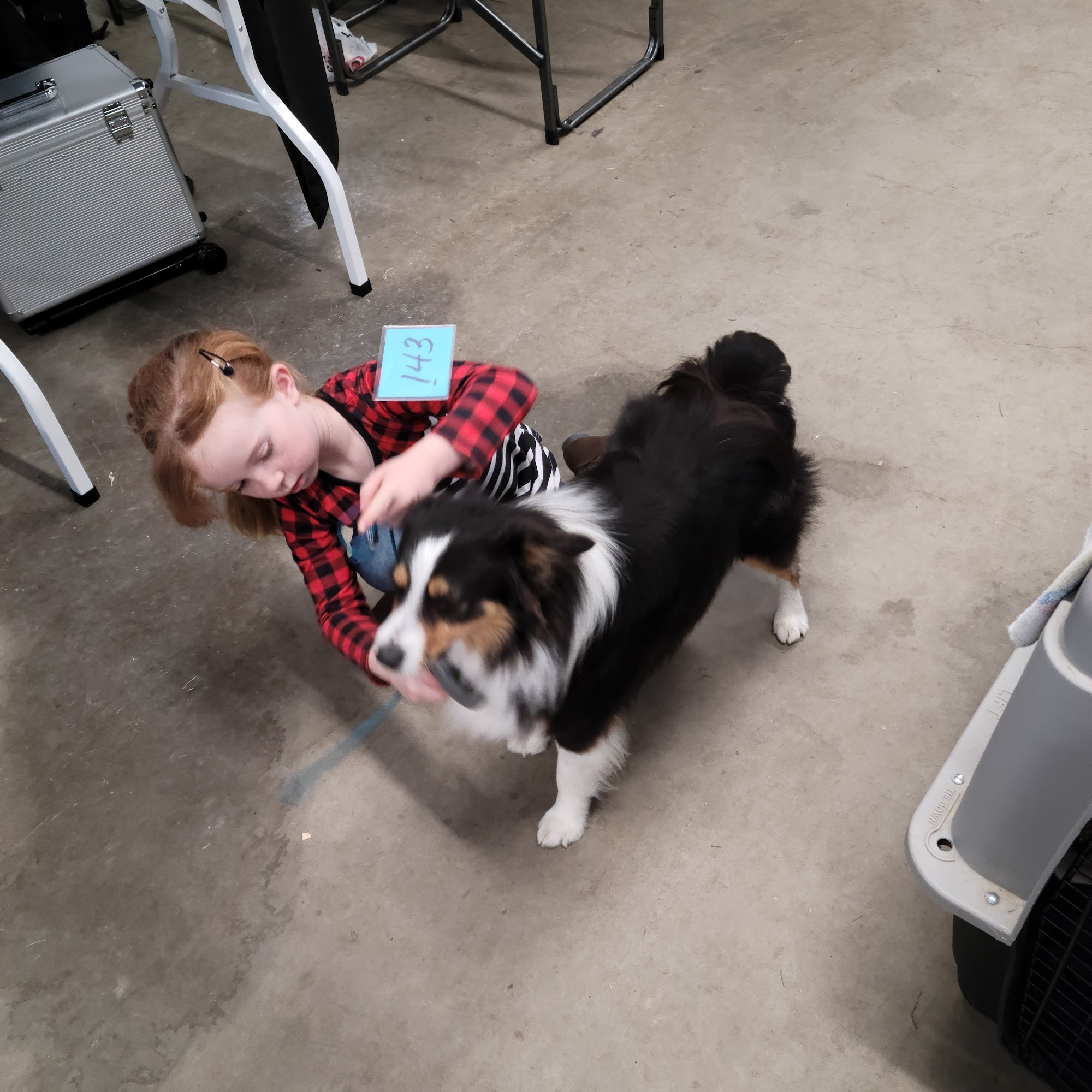 Paws Up Grooming Boarding Training Terrell