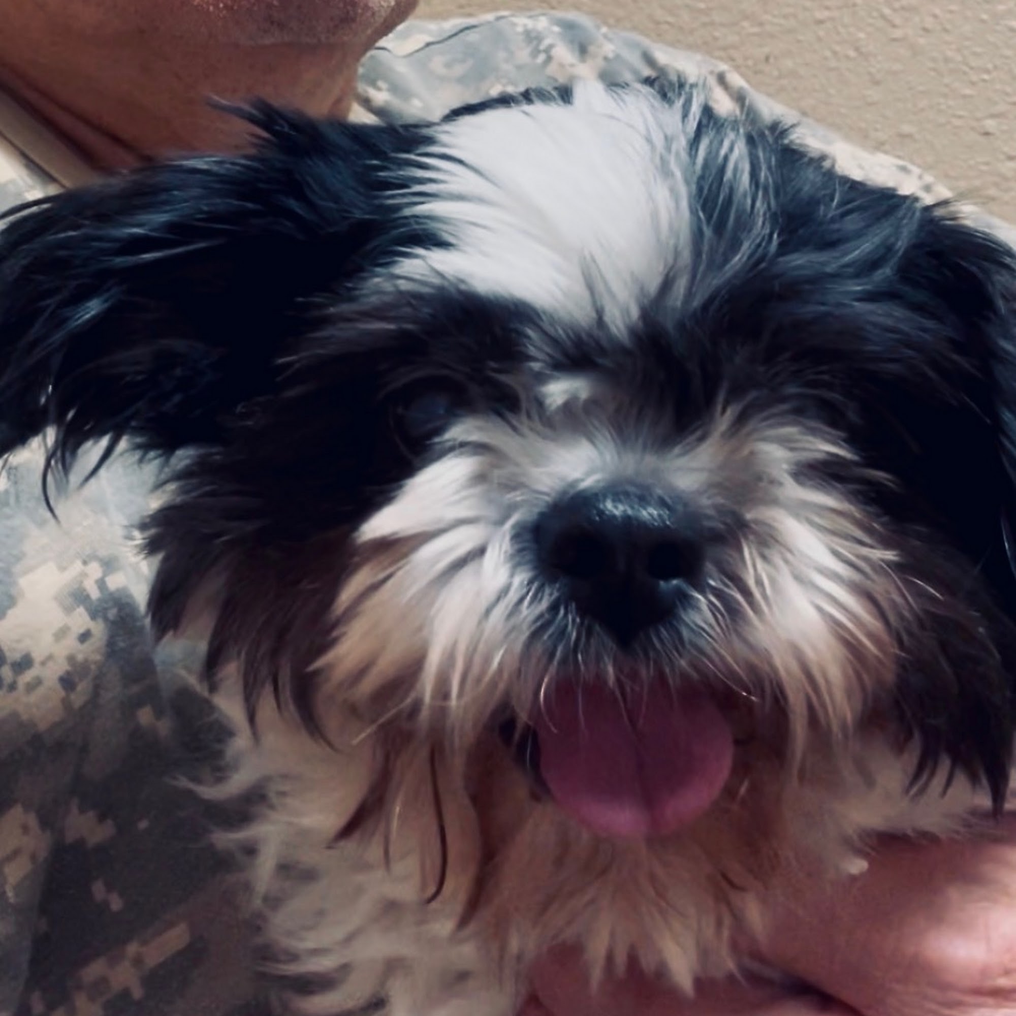 Westridge Animal Hospital Texarkana