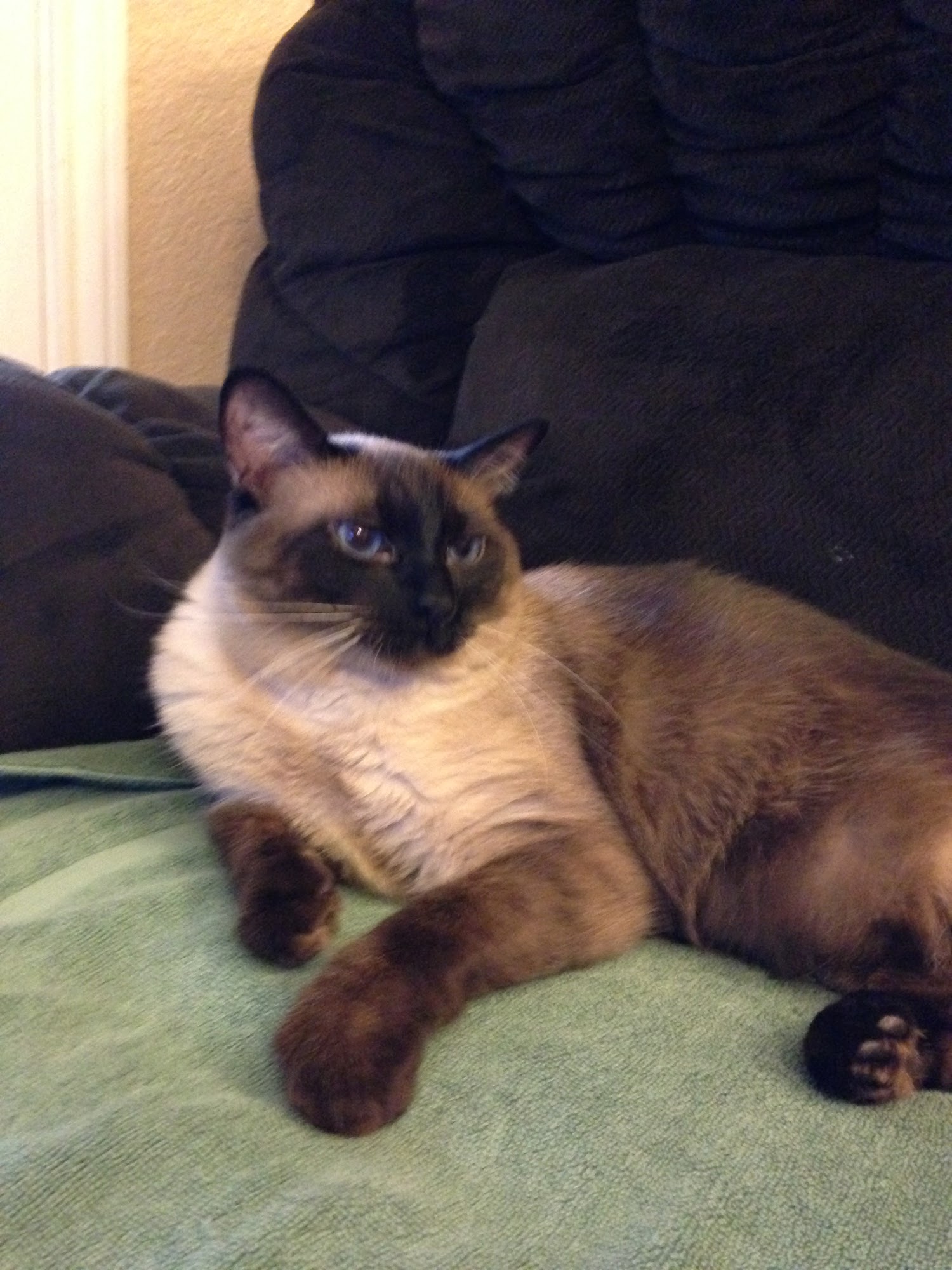 Pleasant Grove Animal Hospital Texarkana