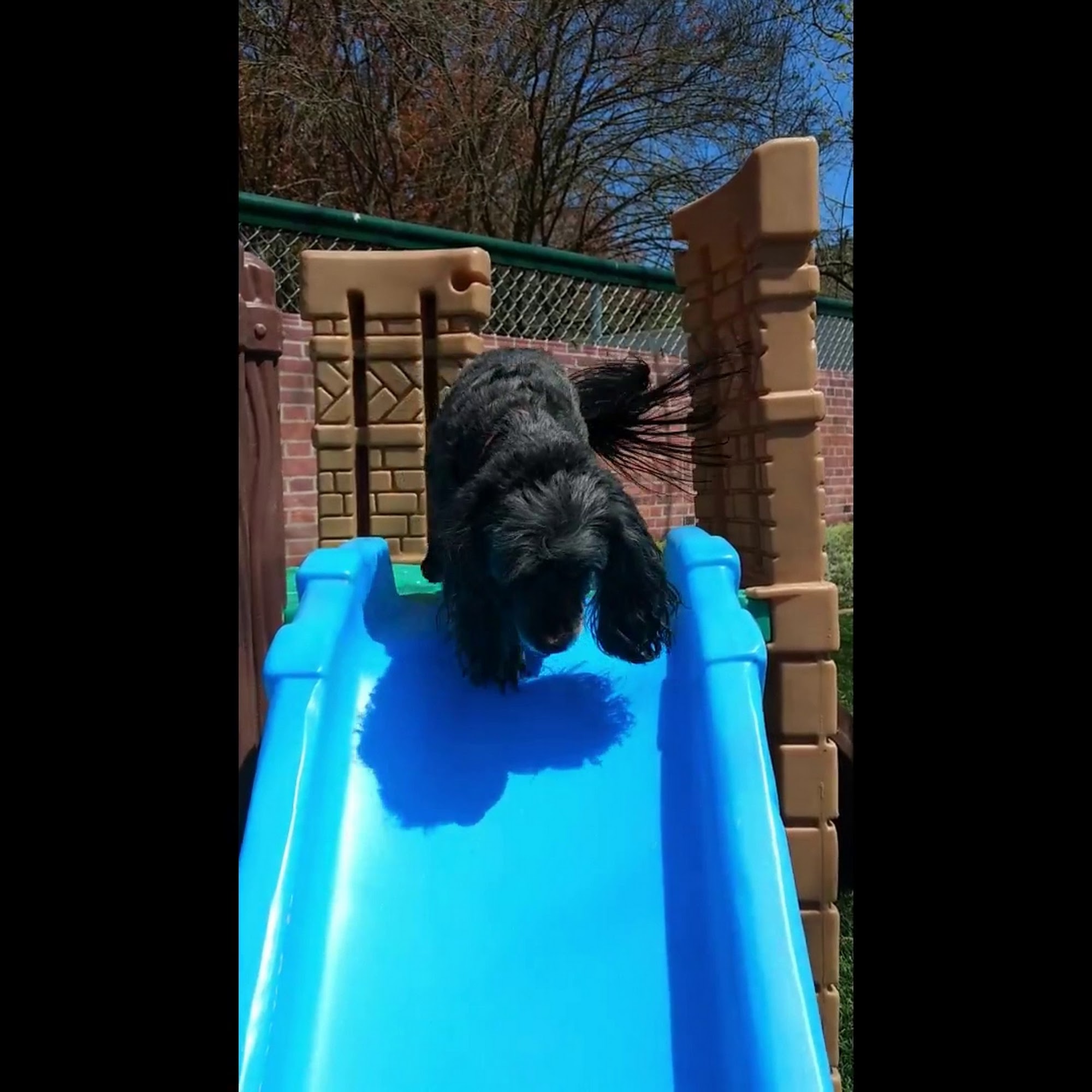 Prancing Paws Doggie Daycare Texarkana