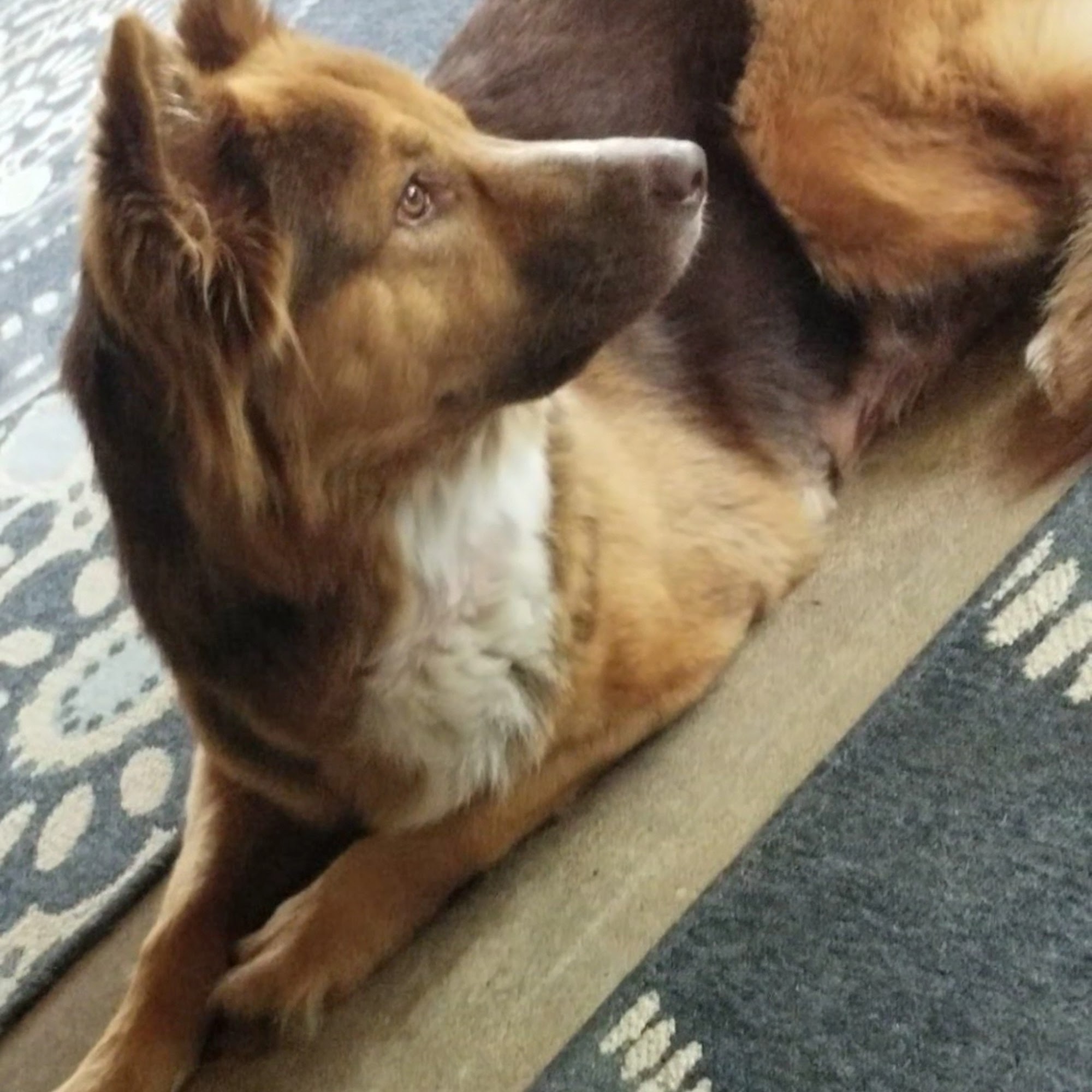 Texas City Animal Hospital Texas City