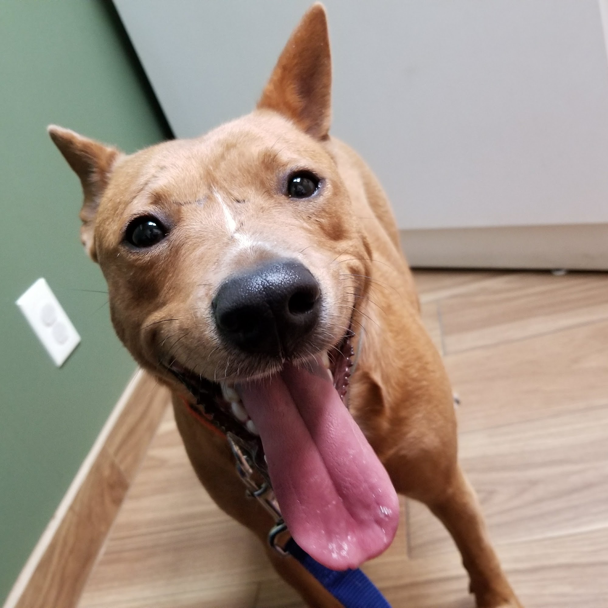 Animal Health Centre The Colony