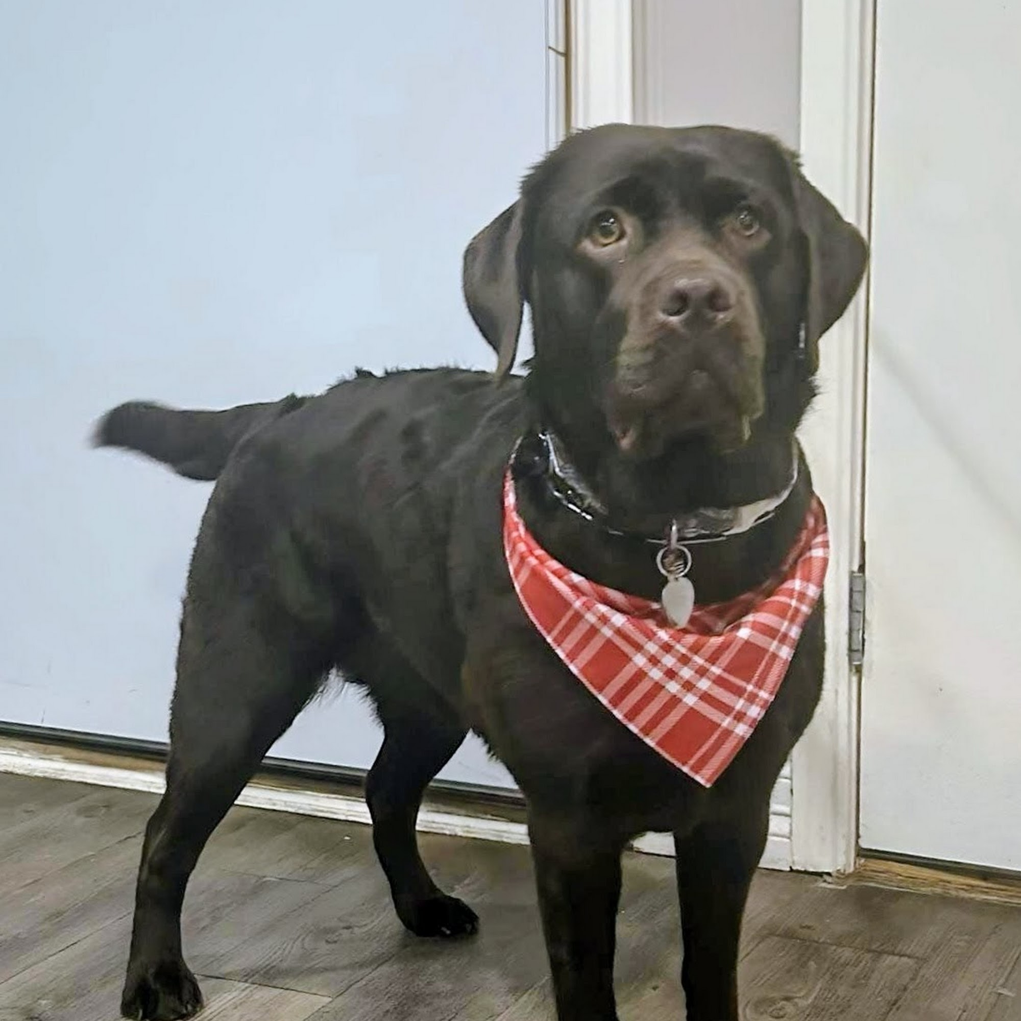 The Village Vet at Sterling Ridge The Woodlands