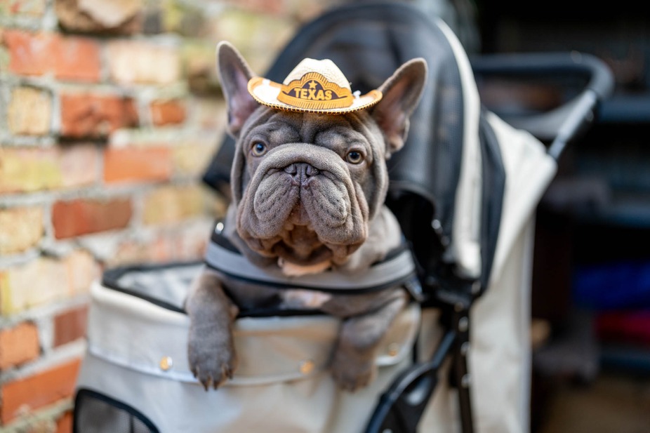 The Empty Glass Tomball