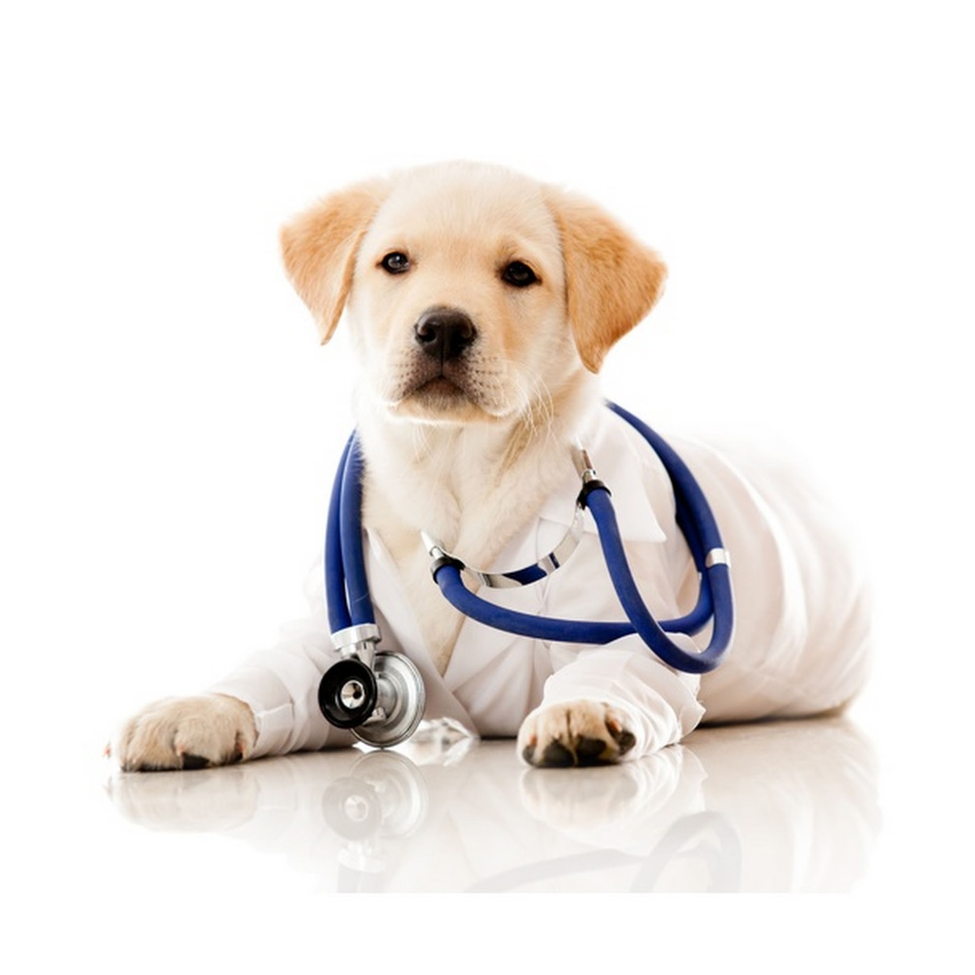 Angel's Pet Hospital Tomball