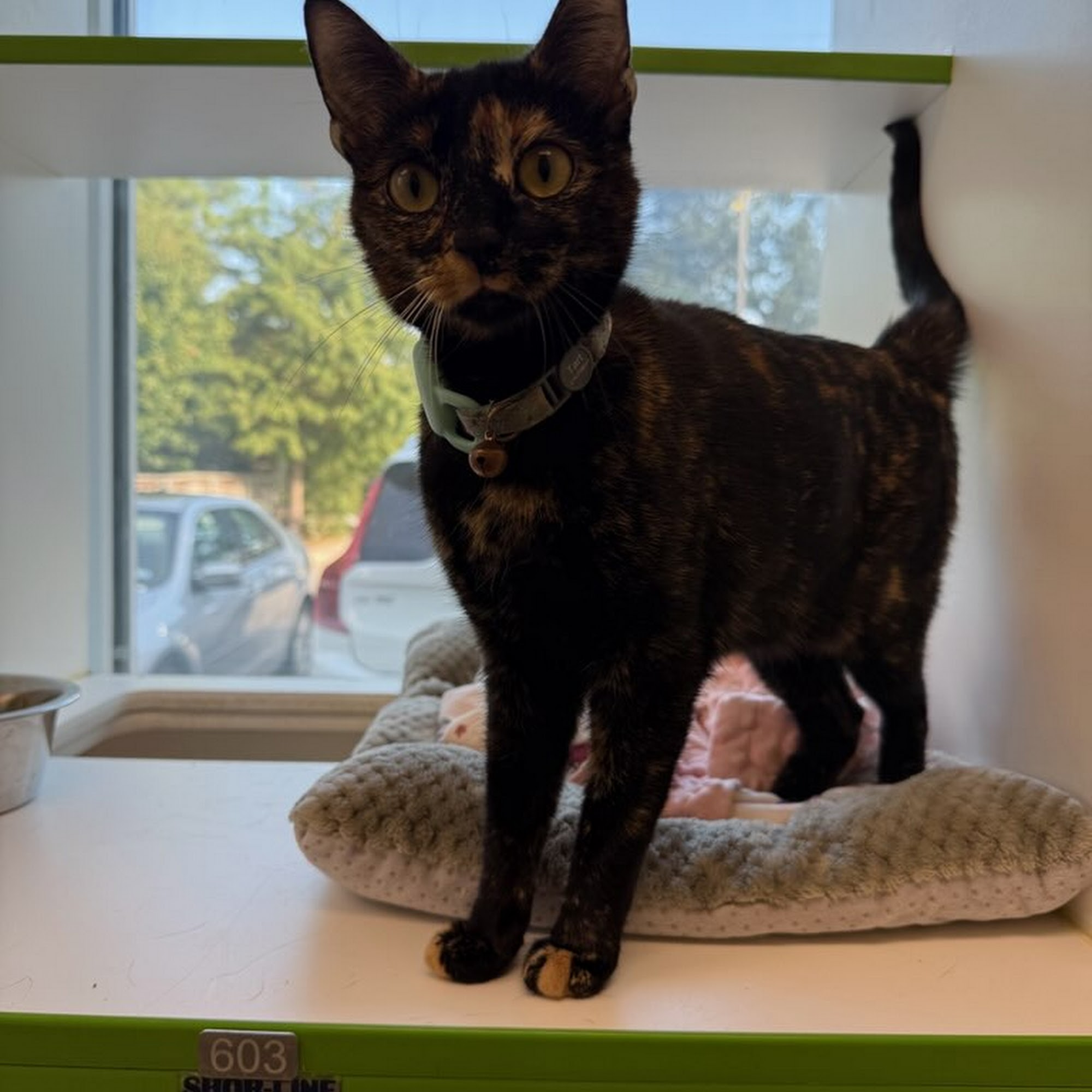 PetSuites The Woodlands Tomball