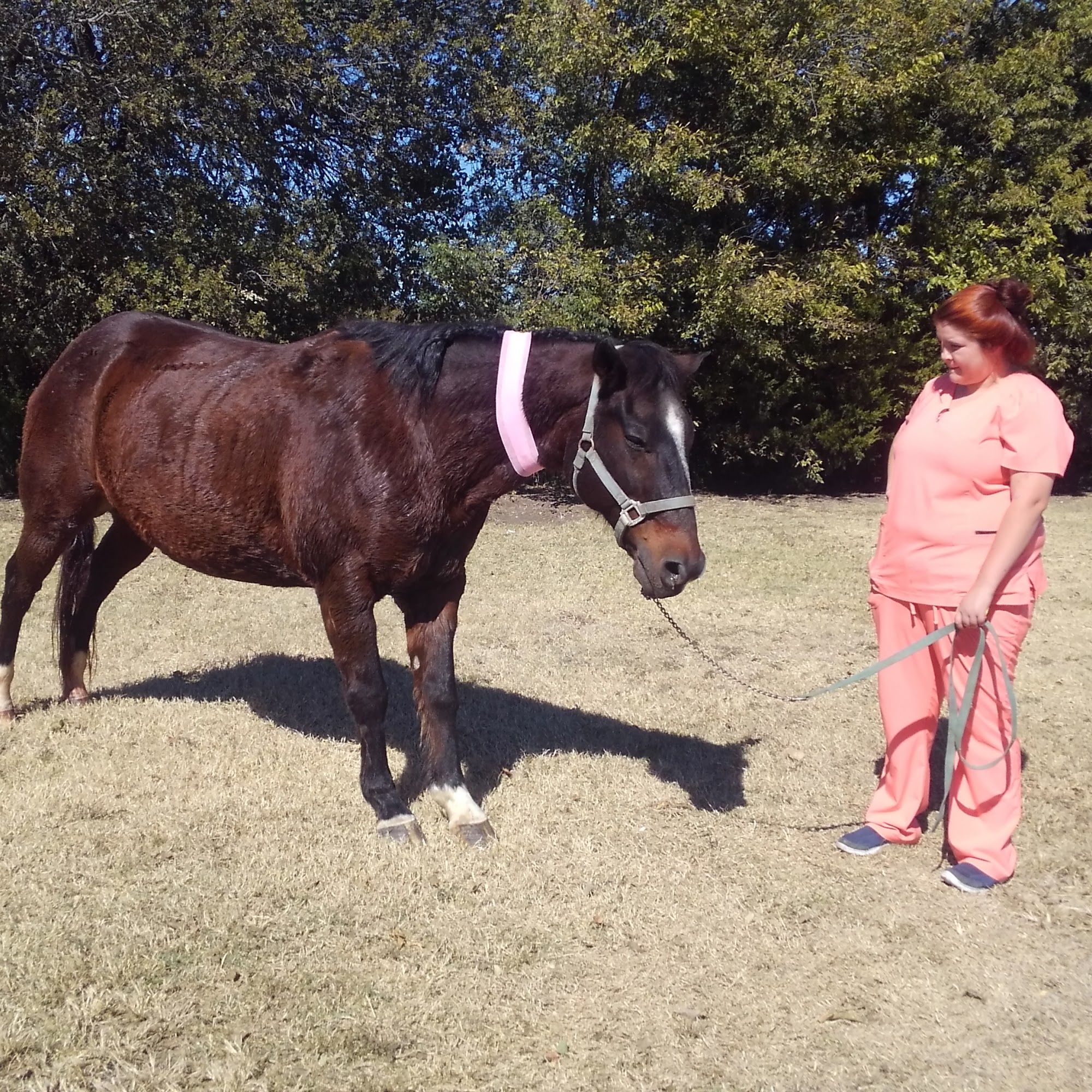 Gray Veterinary Services Trenton