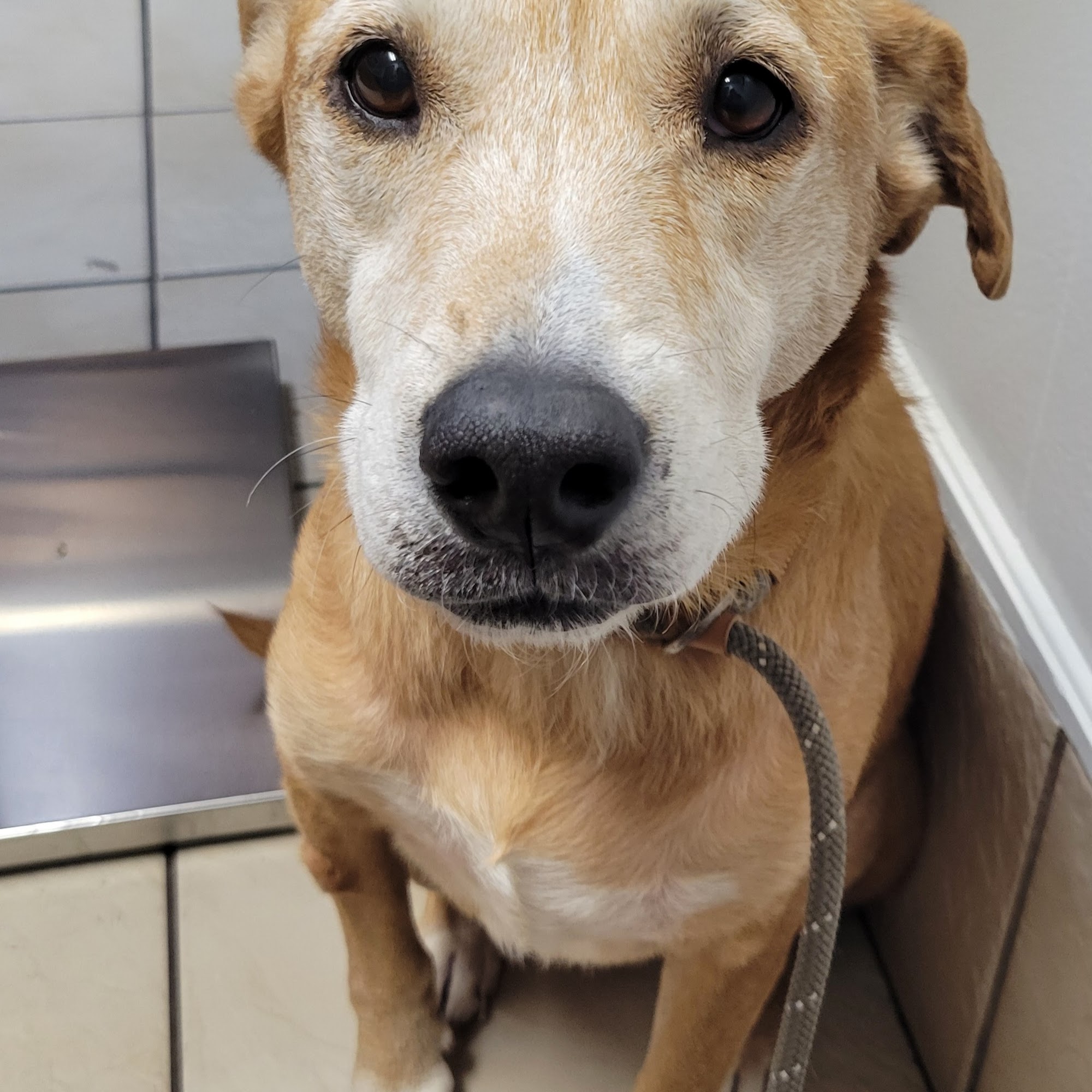 City Small Animal Clinic Tyler