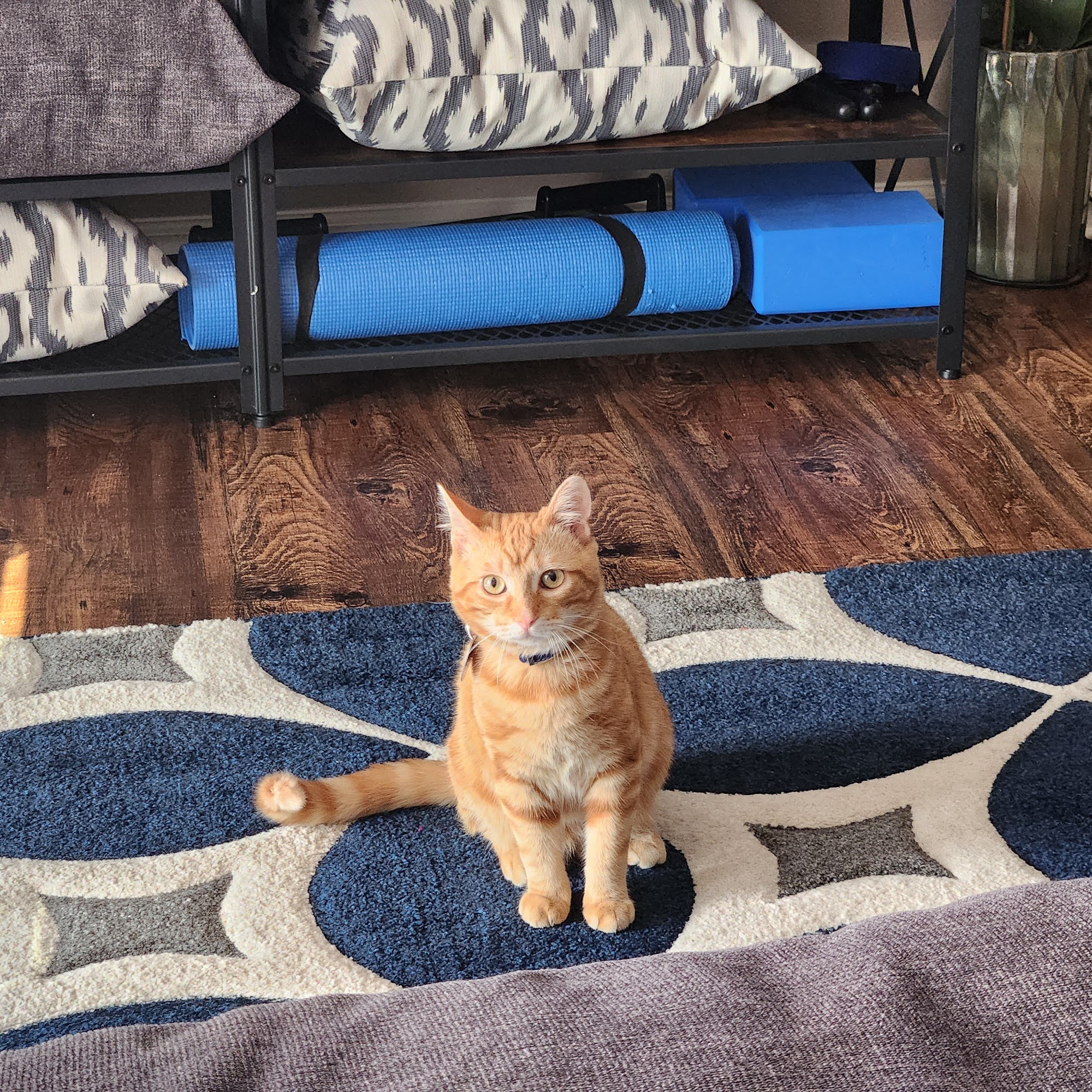 Tyler Veterinary Center Tyler