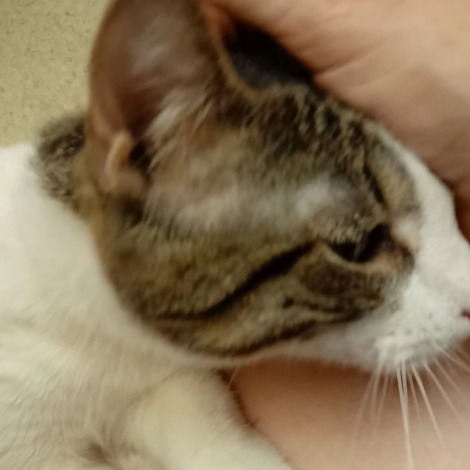 Shelley Drive Animal Clinic Tyler