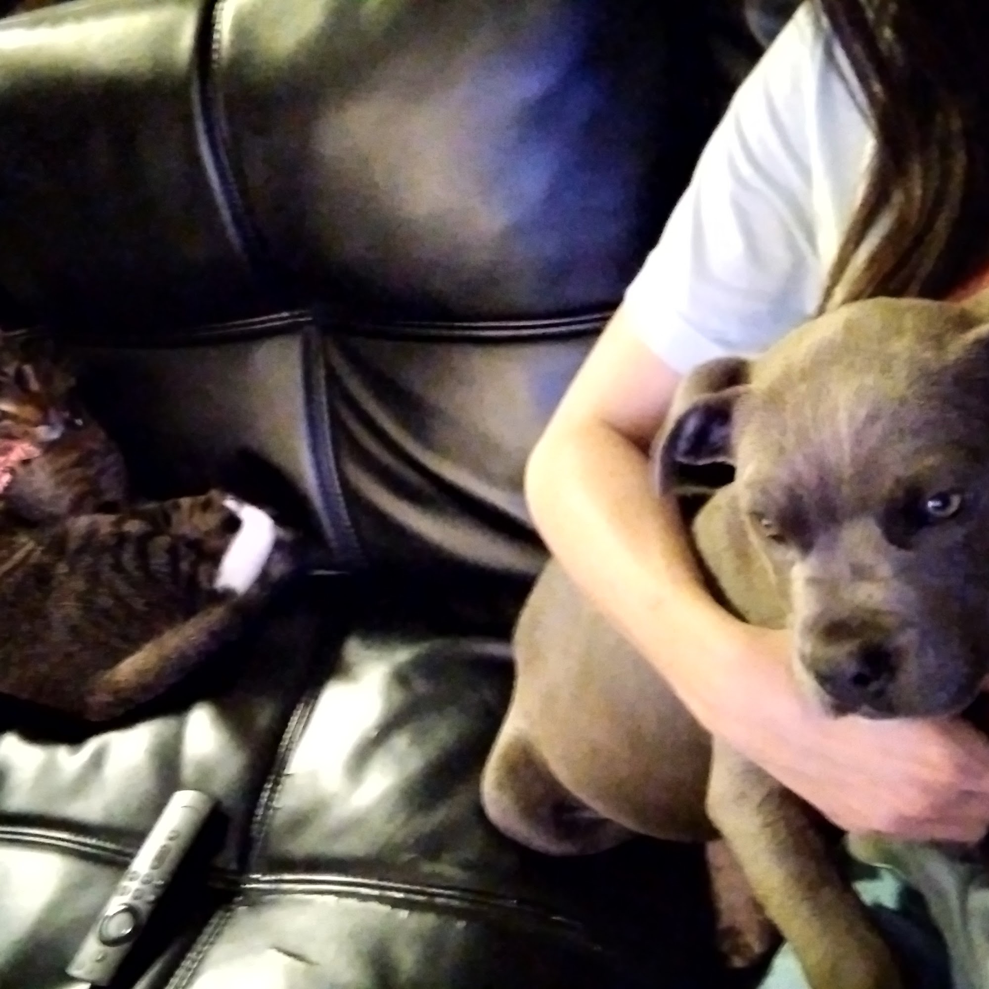 Spence & White Veterinary Hospital Tyler