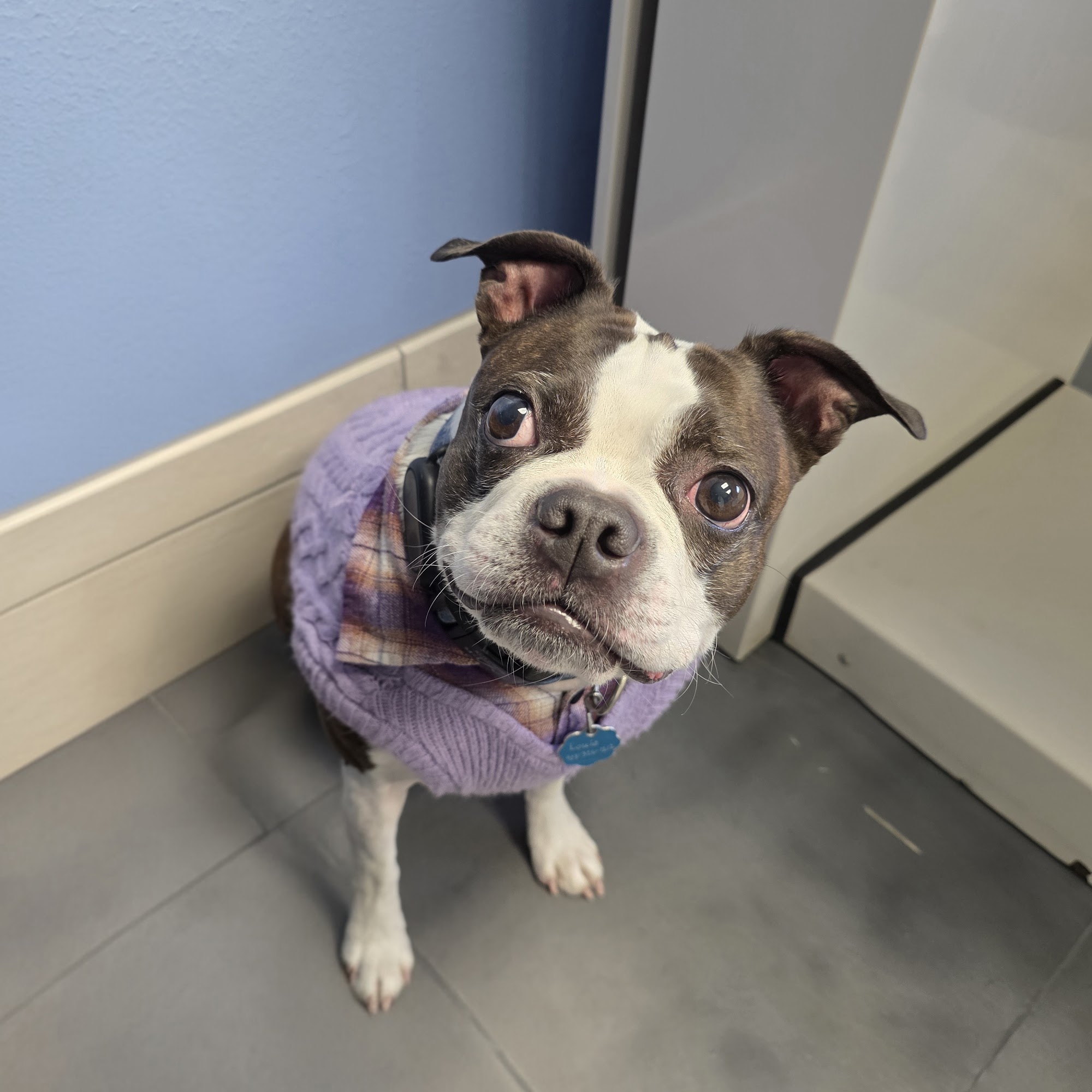 Gresham Veterinary Hospital Tyler