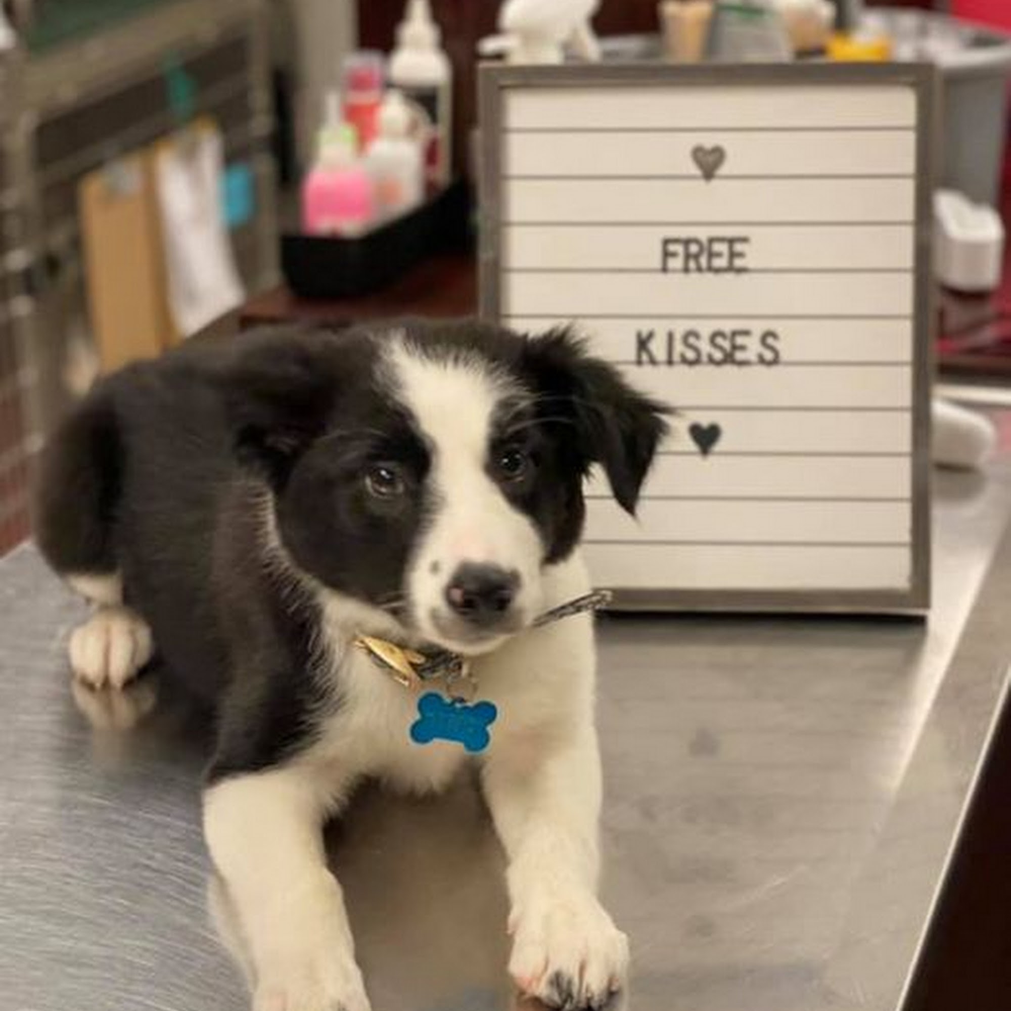 Animal Medical Center of Tyler Tyler