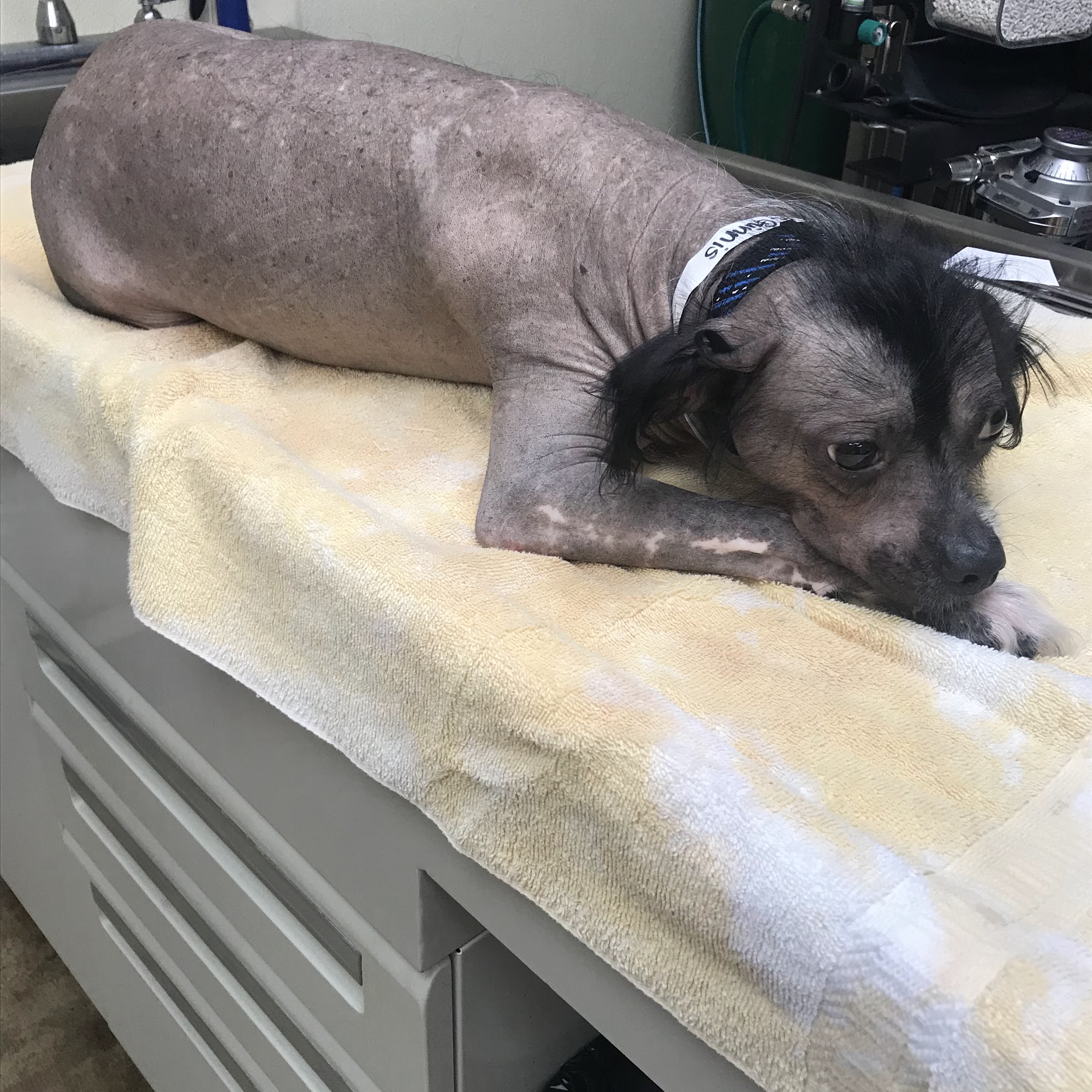 SNIPPET Spay/Neuter Clinic Tyler