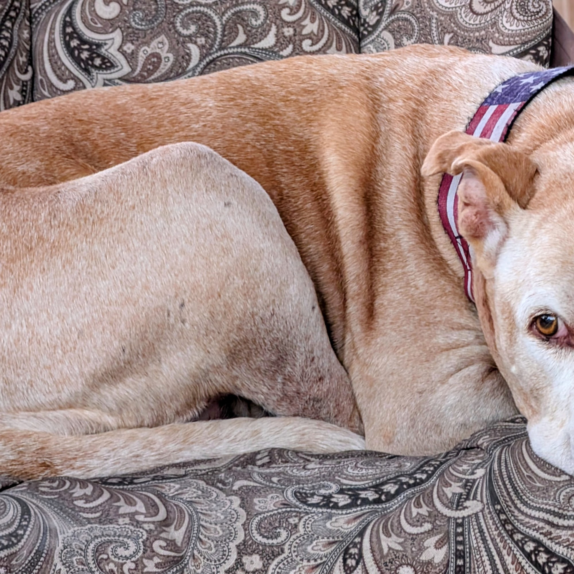 Universal City Animal Hospital Universal City