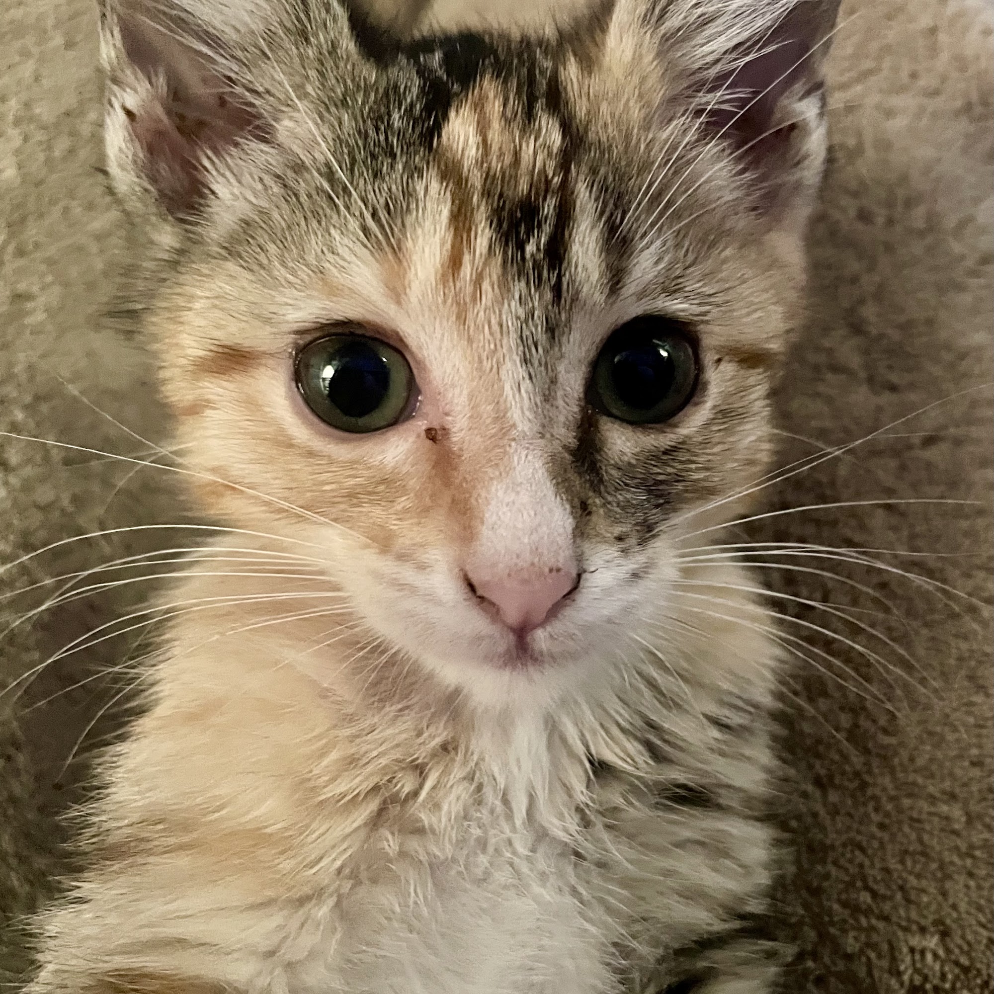 Kitty Hawk Animal Hospital Universal City