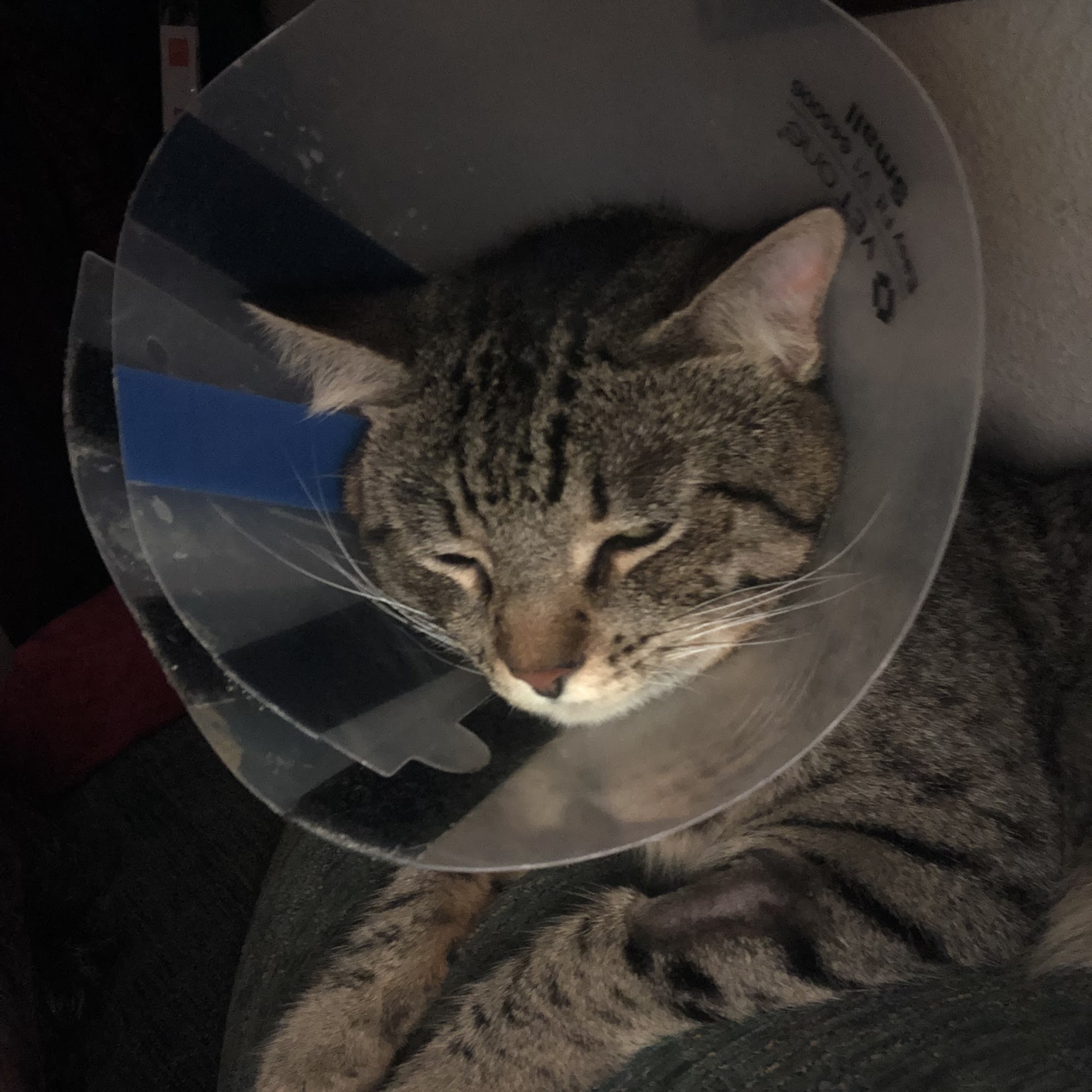 Arnim Jr C H DVM Uvalde