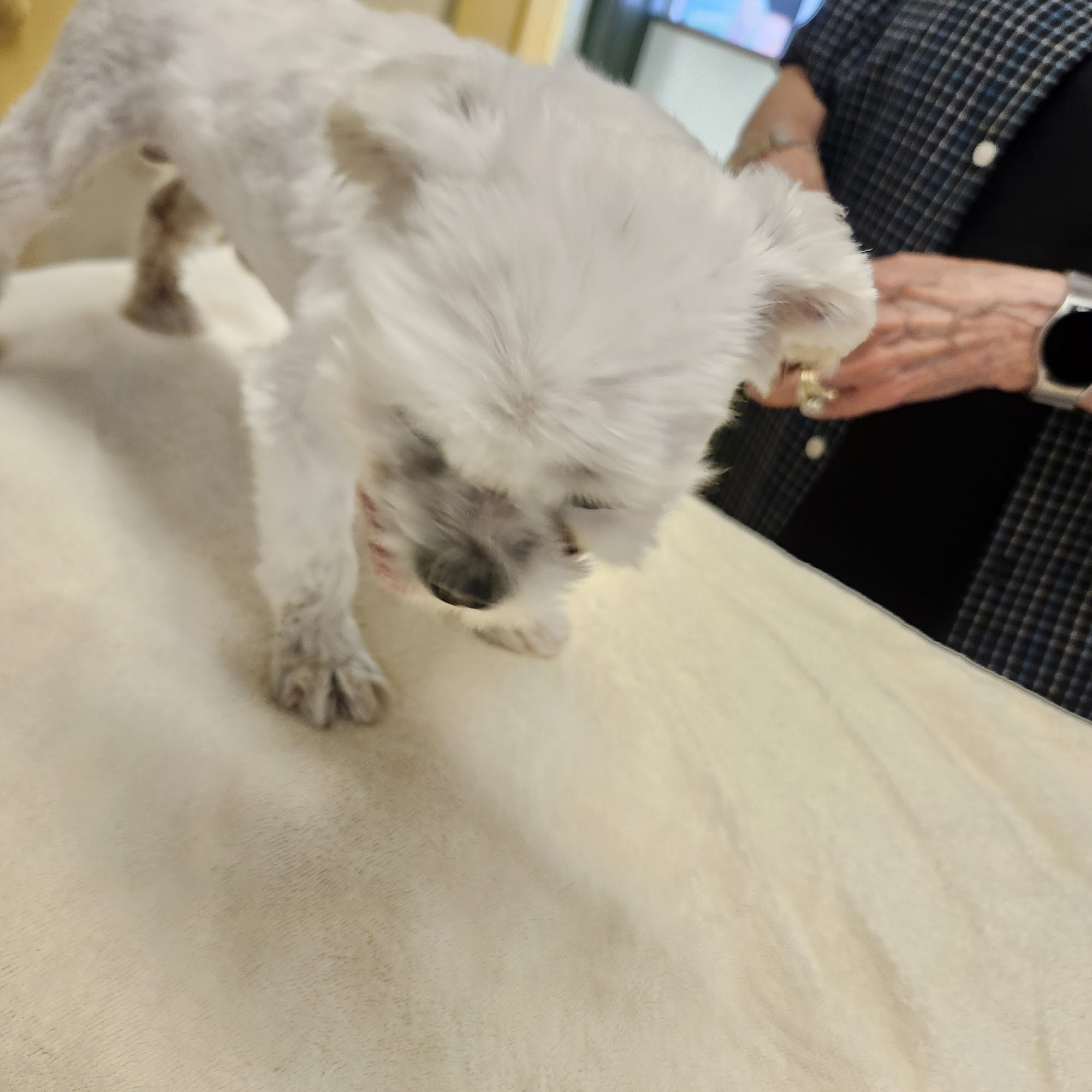 Uvalde Veterinary Clinic Uvalde