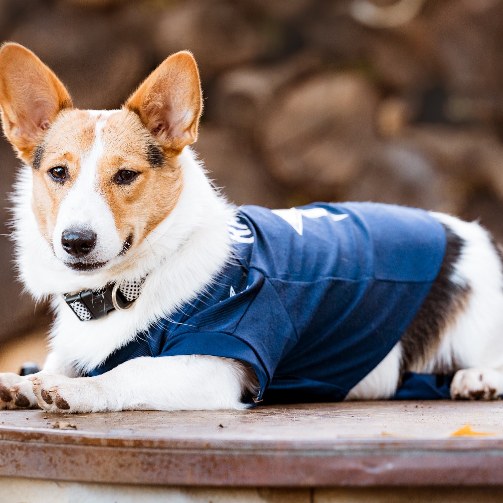 Lacy Veterinary Clinic Vernon