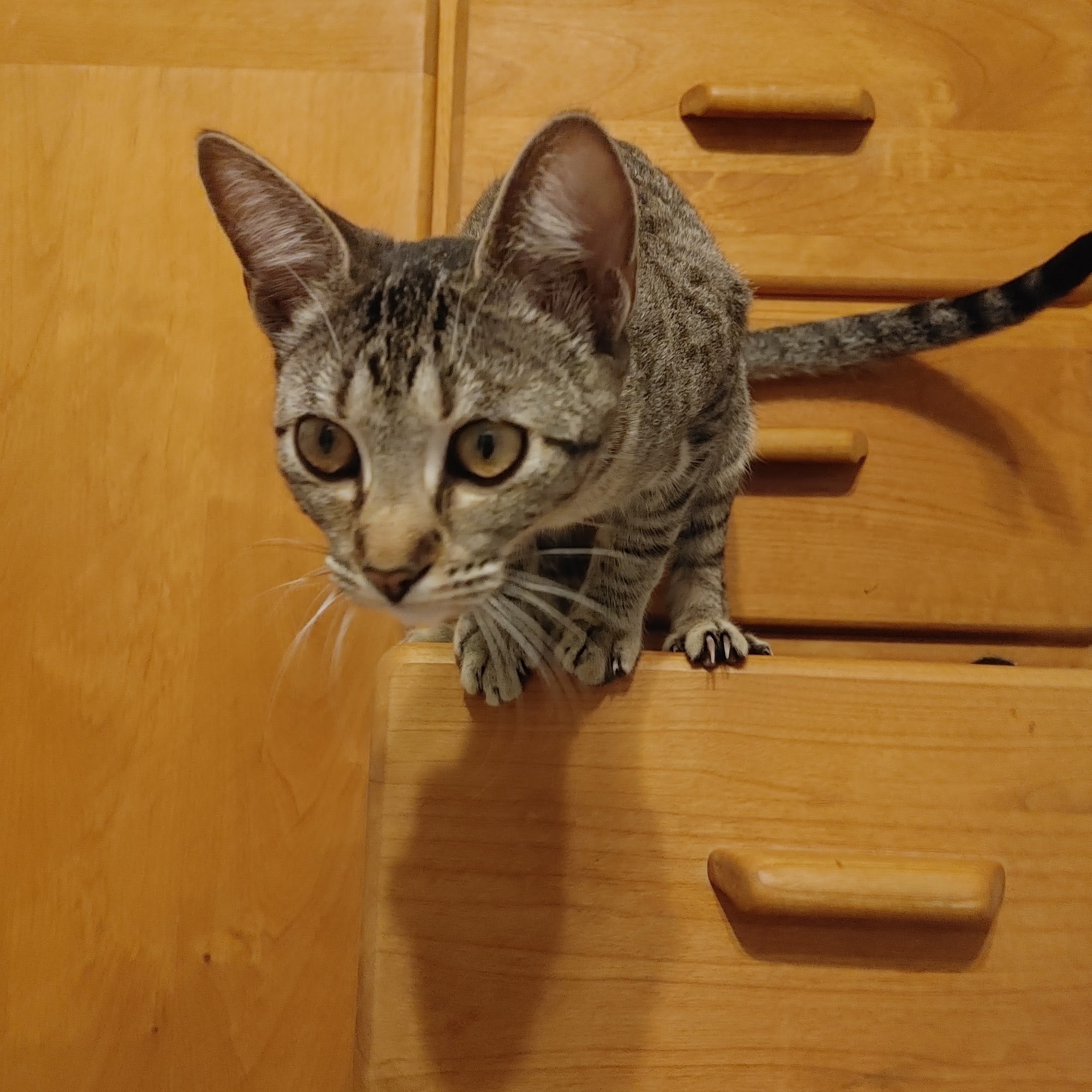 Wilbarger Humane Society Vernon