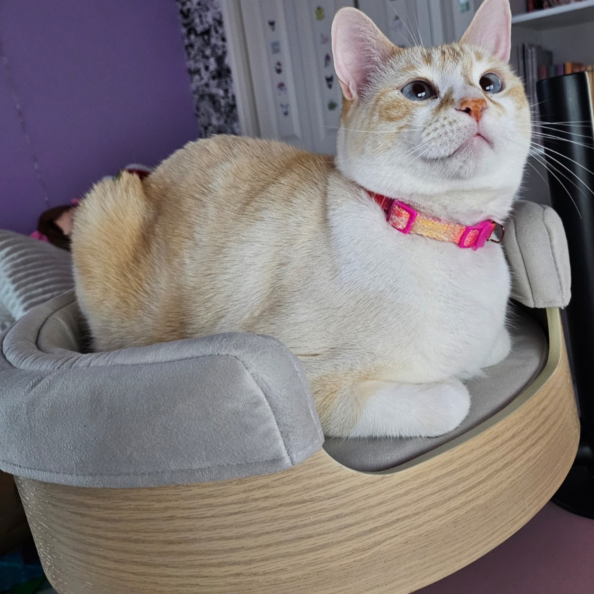 Hillcrest Animal Hospital Victoria