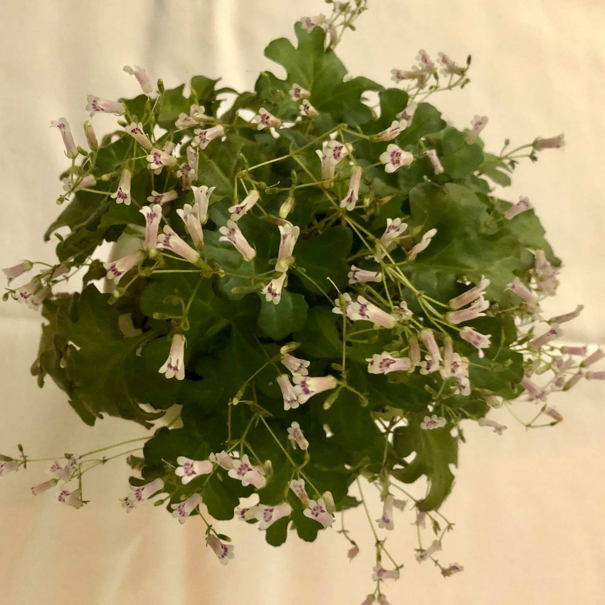 JoS Violets