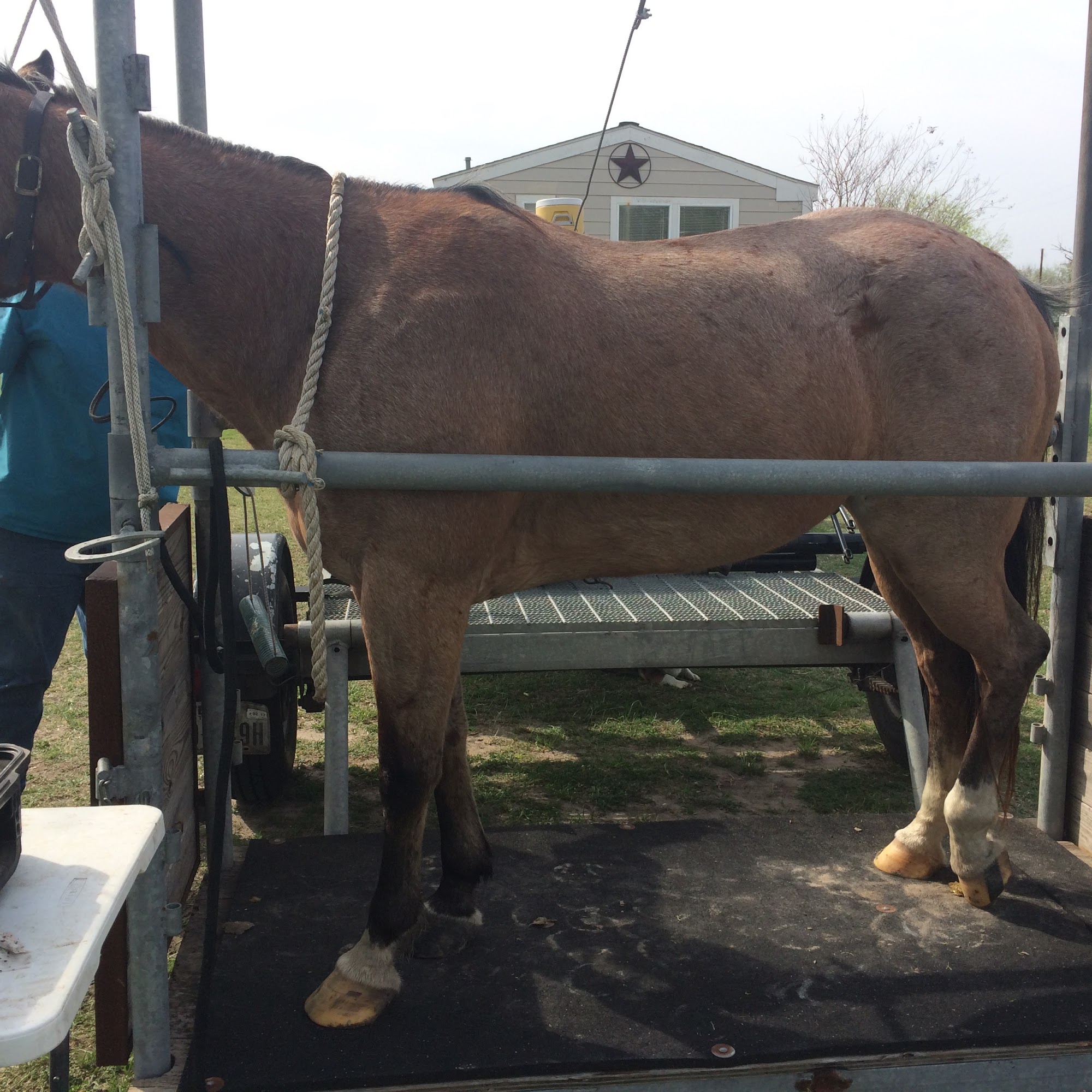 South Texas Large Animal Mobile Veterinary Services, PLLC Victoria