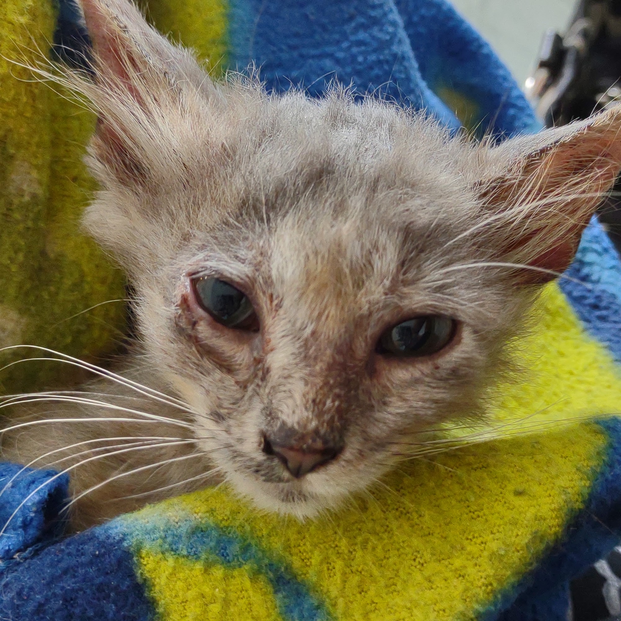 McGowan Veterinary Hospital Vidor