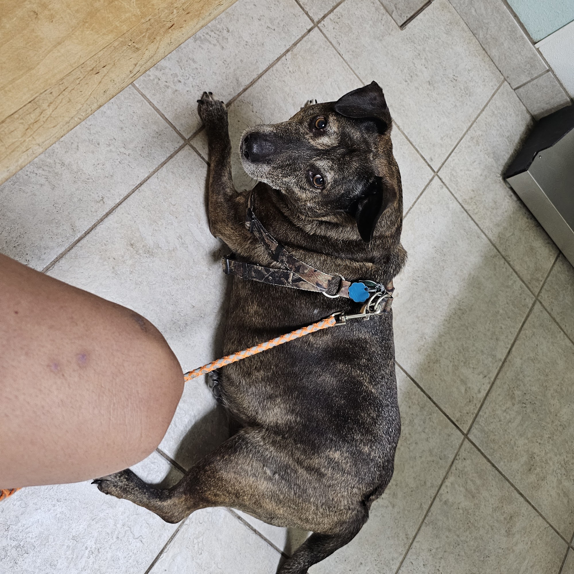 Jordan Veterinary Clinic Vidor