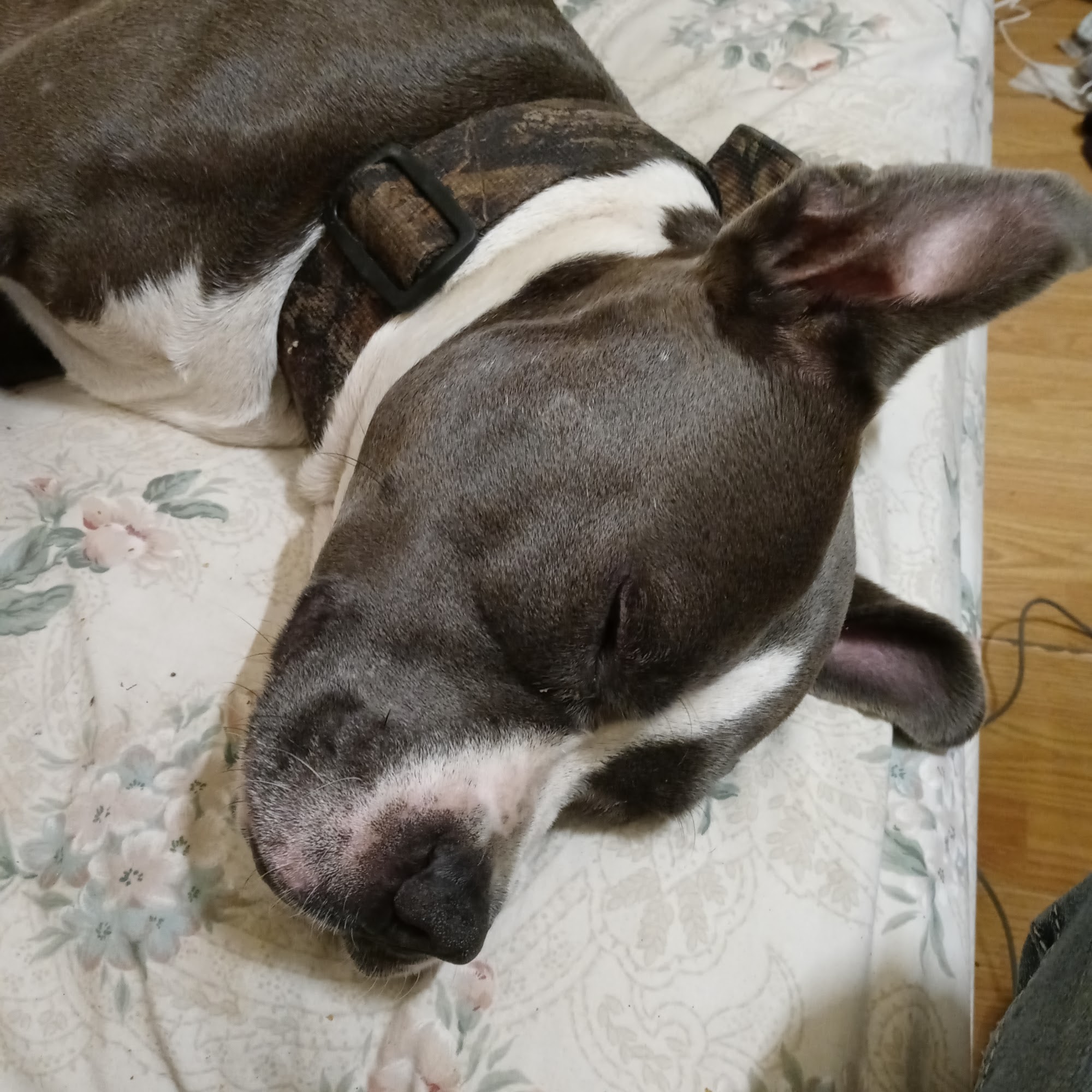 Eastside Animal Hospital Waco