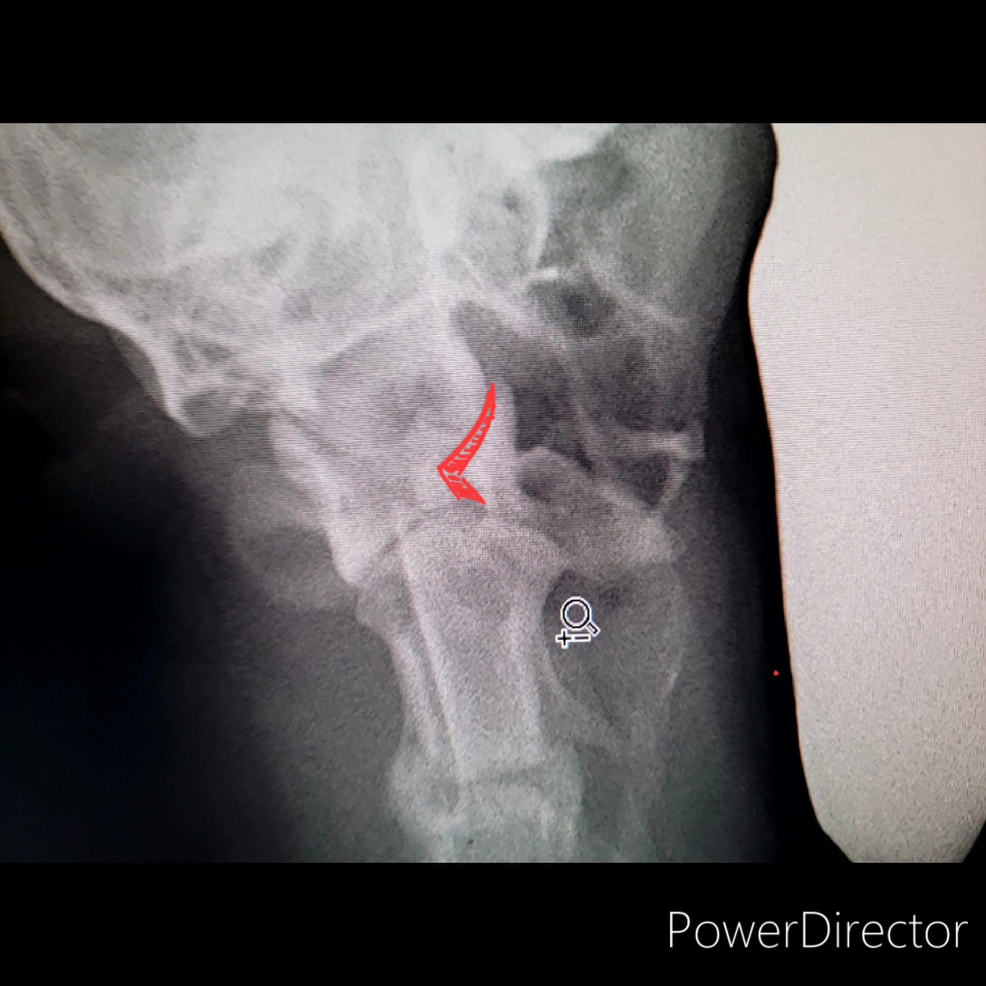 La Vega Veterinary Clinic Waco