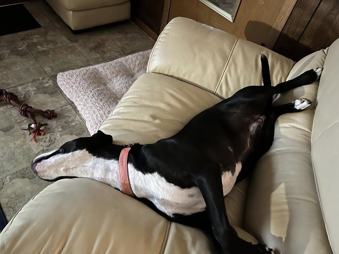 Shear Beauty Dog Spa Waco