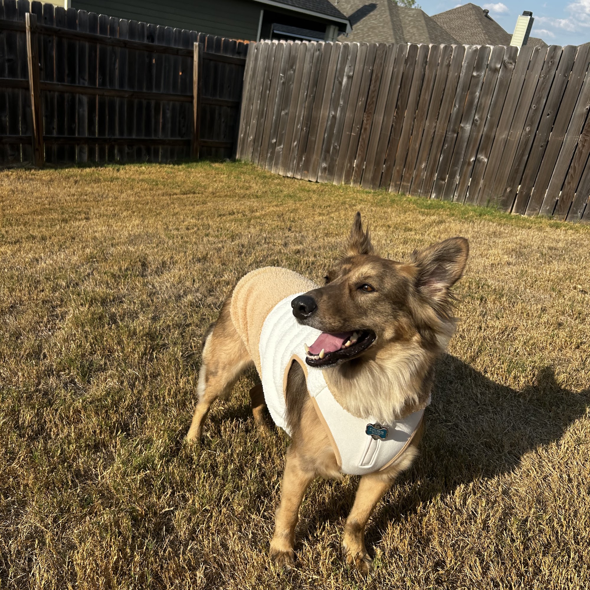 Scenthound Waco Waco