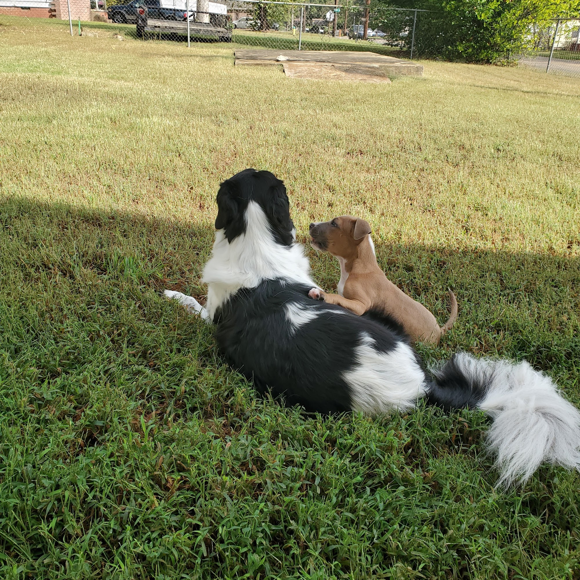 Oubre Animal Clinic Inc Wake Village