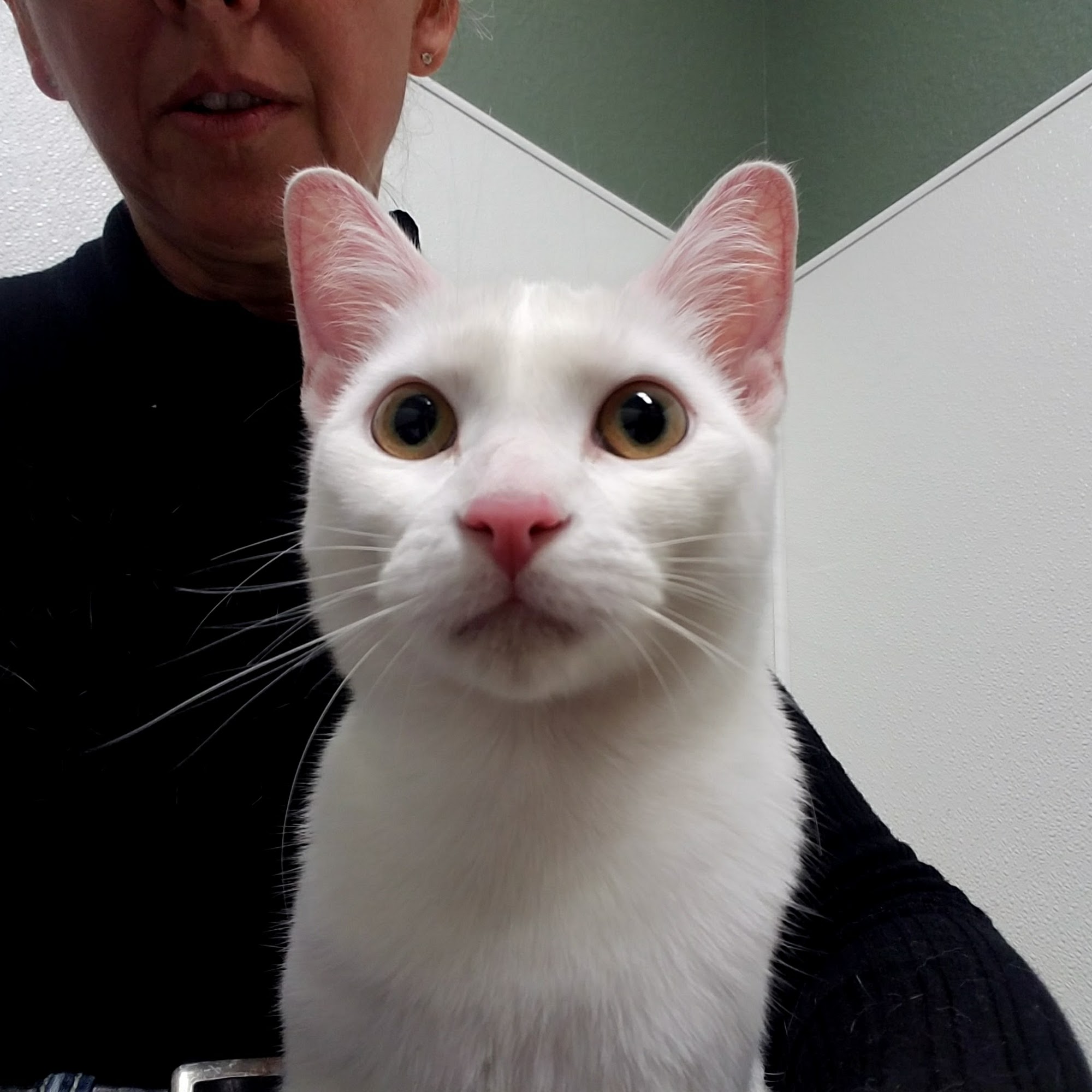 Companion Animal Hospital of Waller Waller