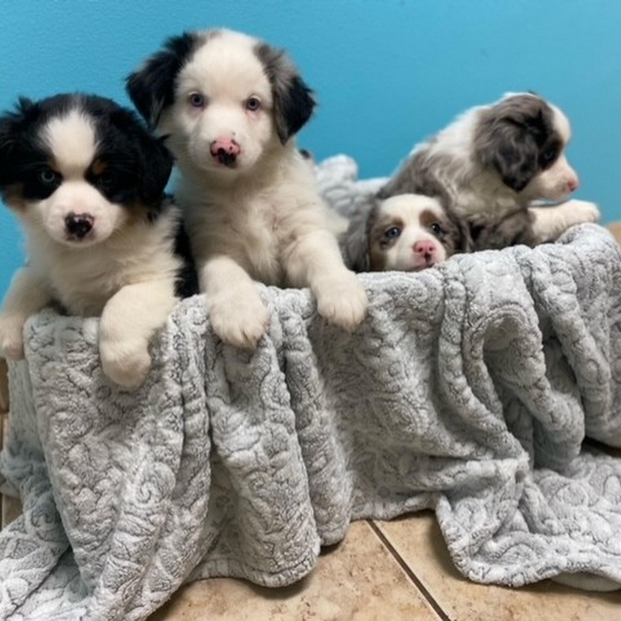 Stoneside Veterinary Hospital Waller