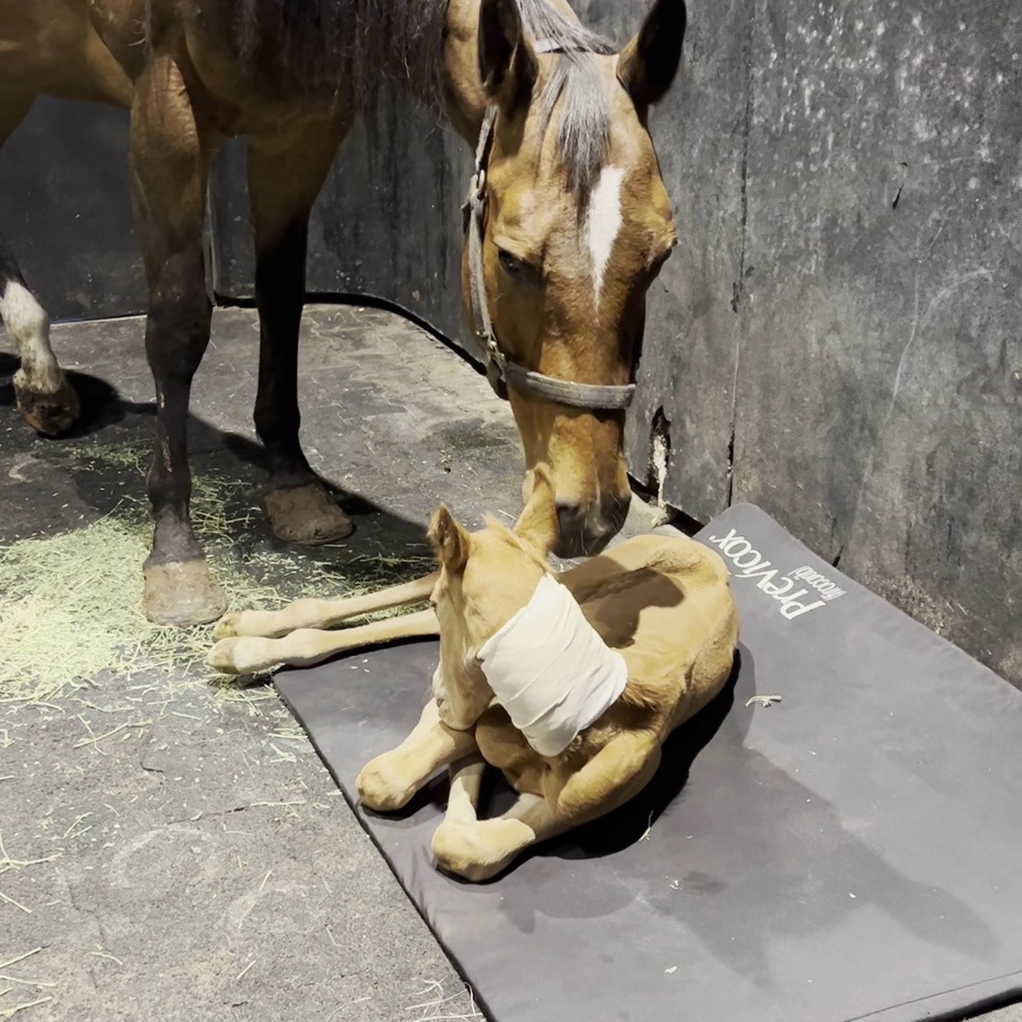 Waller Equine Hospital Waller