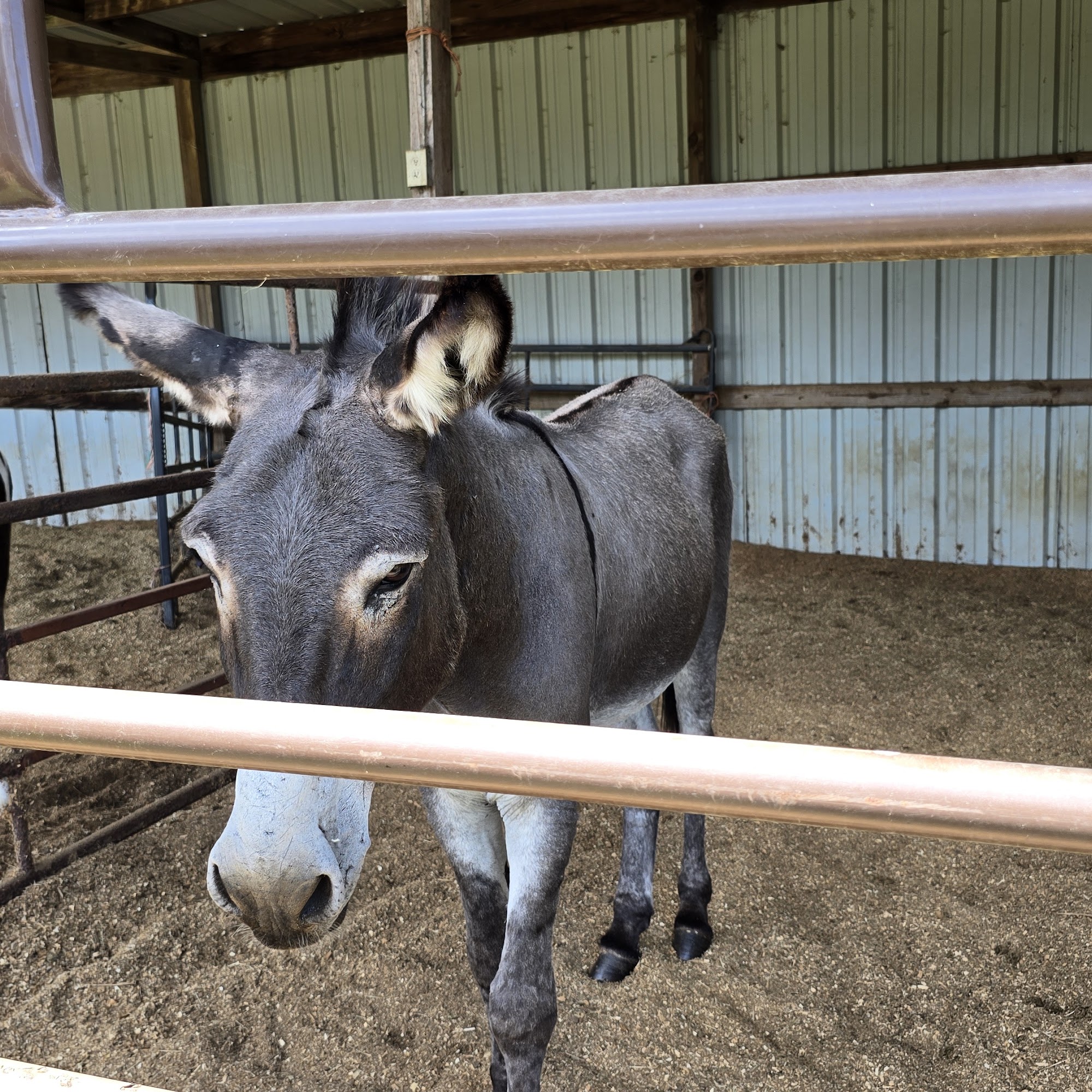 Collier Equine Vet Services Waller