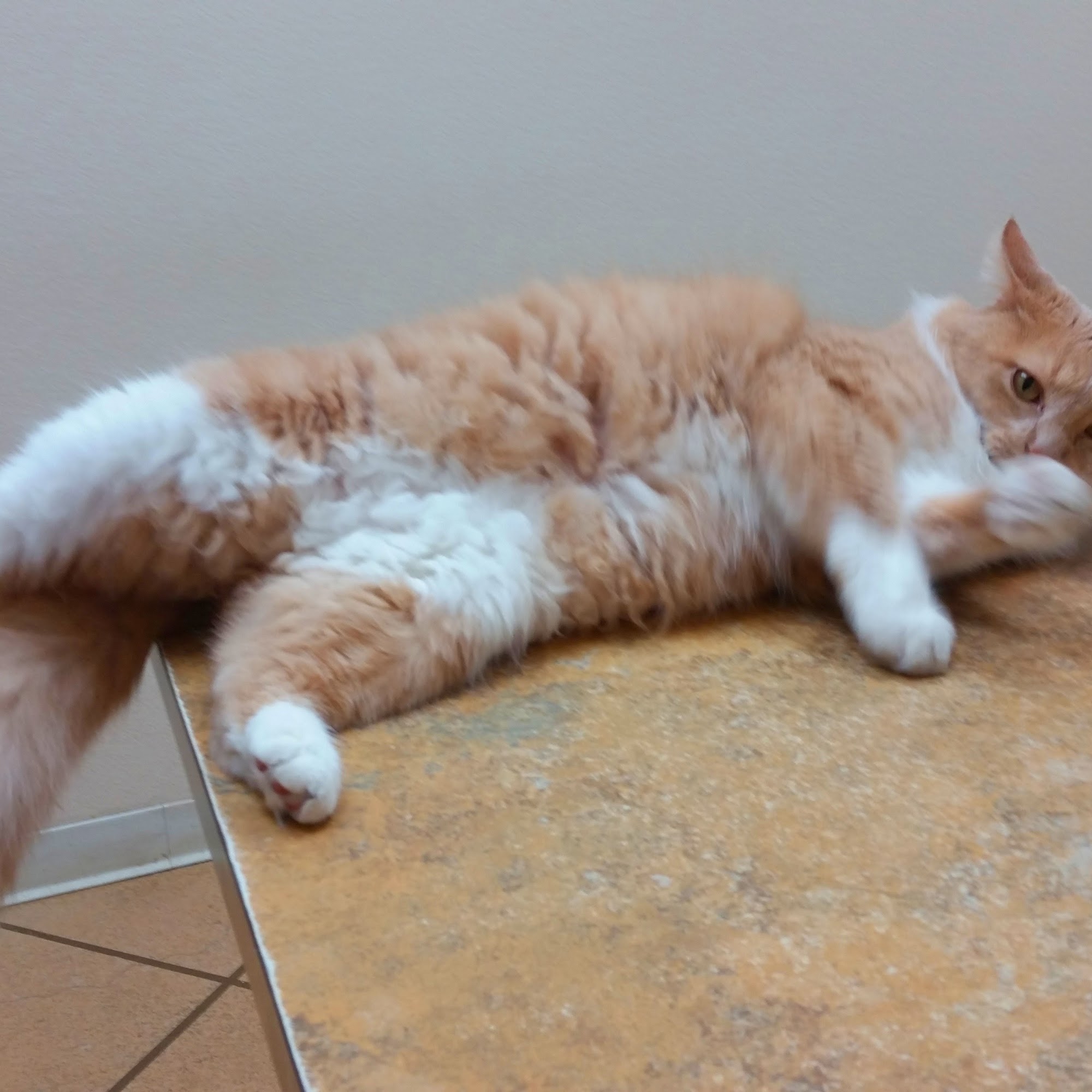 Bowie Drive Animal Hospital Weatherford