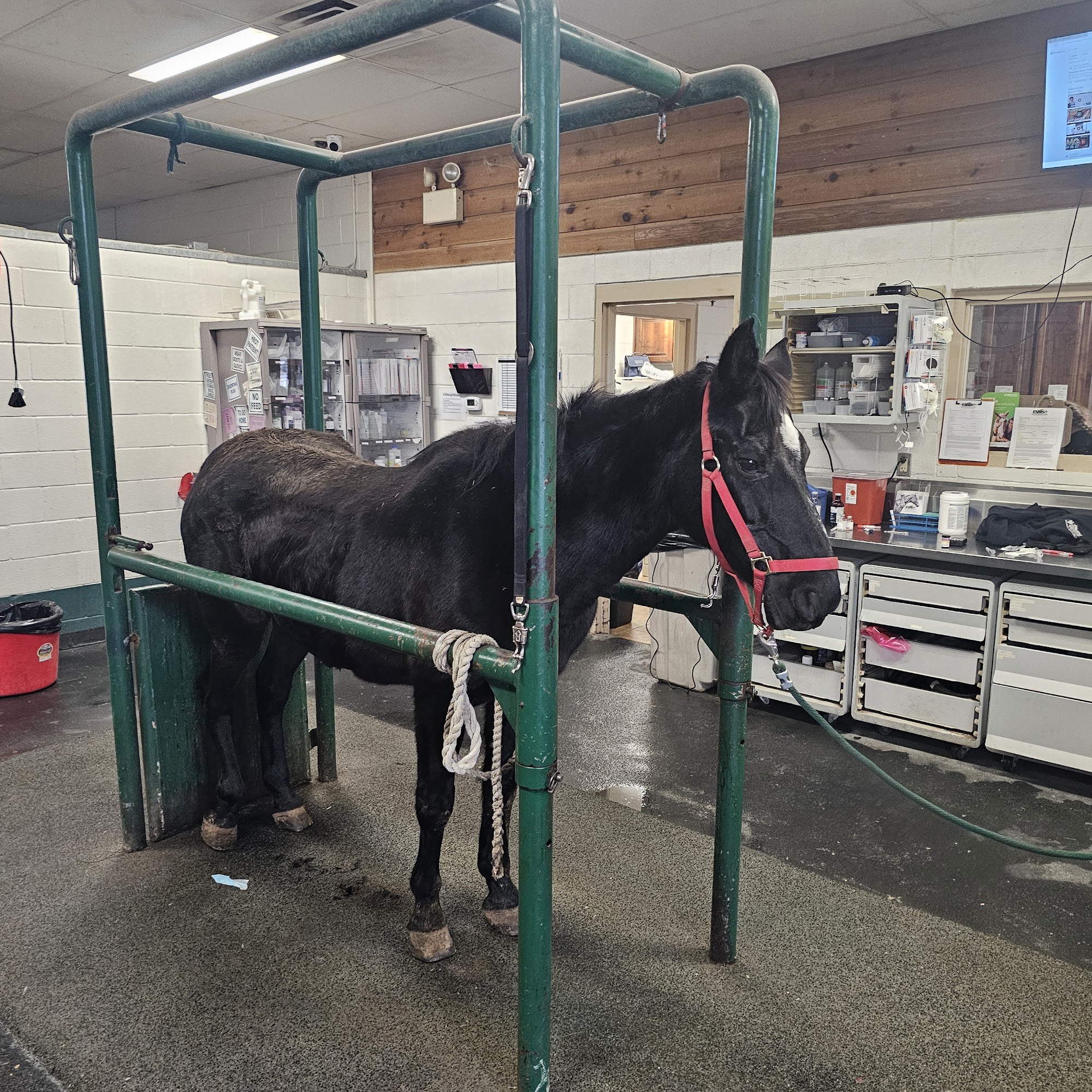 Equine Sports Medicine & Surgery Weatherford