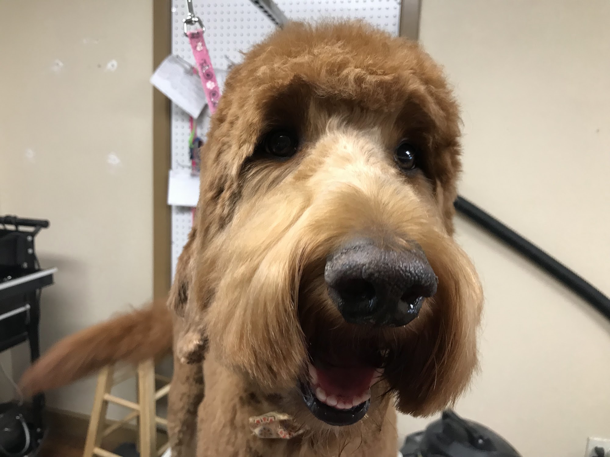 Glamour Paws Pet Spa Weatherford