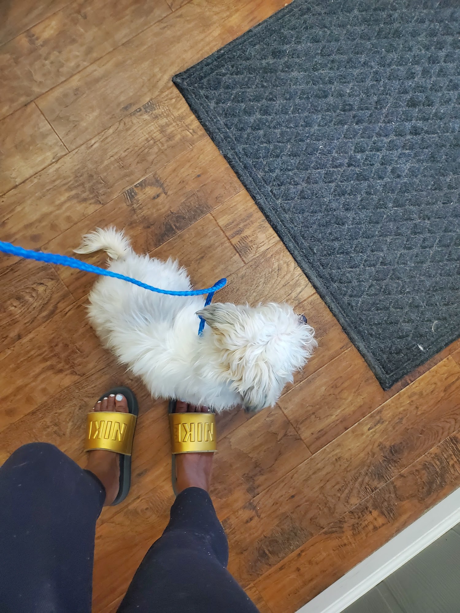 Clear Lake Kennels Webster