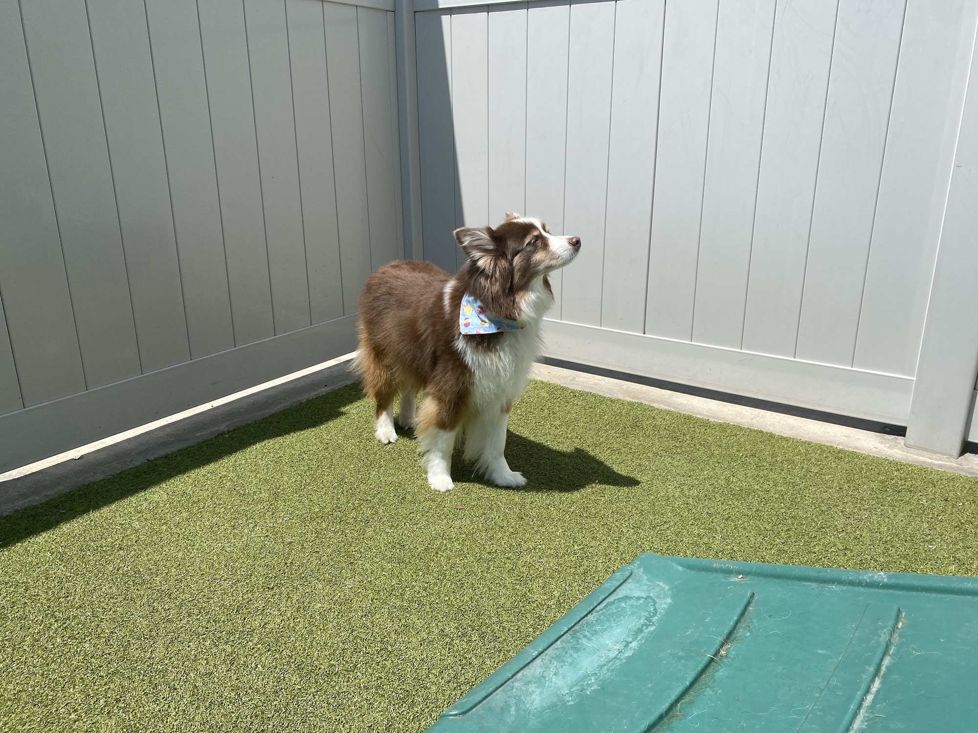 Dogtopia of Nasa Webster