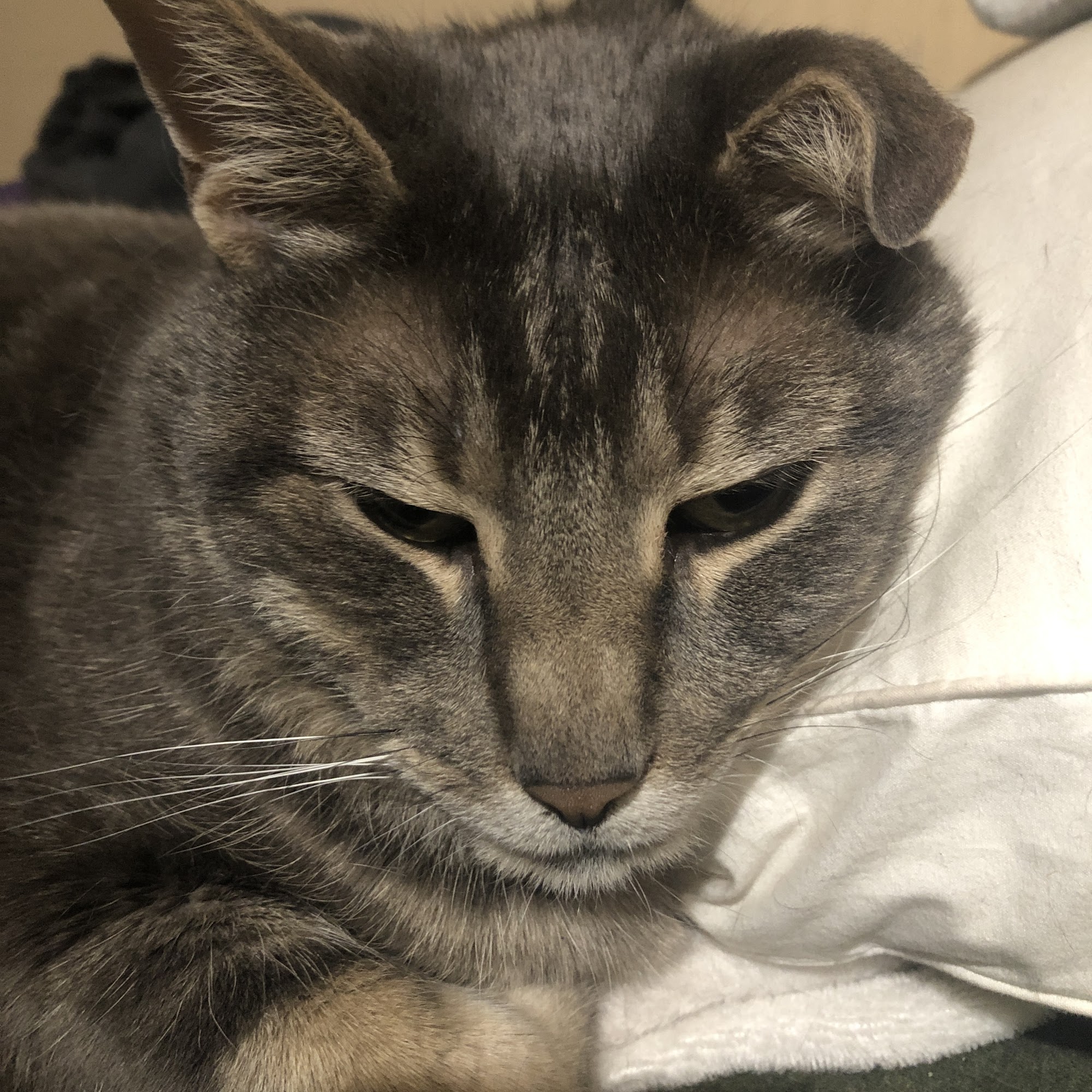 West Animal Clinic West