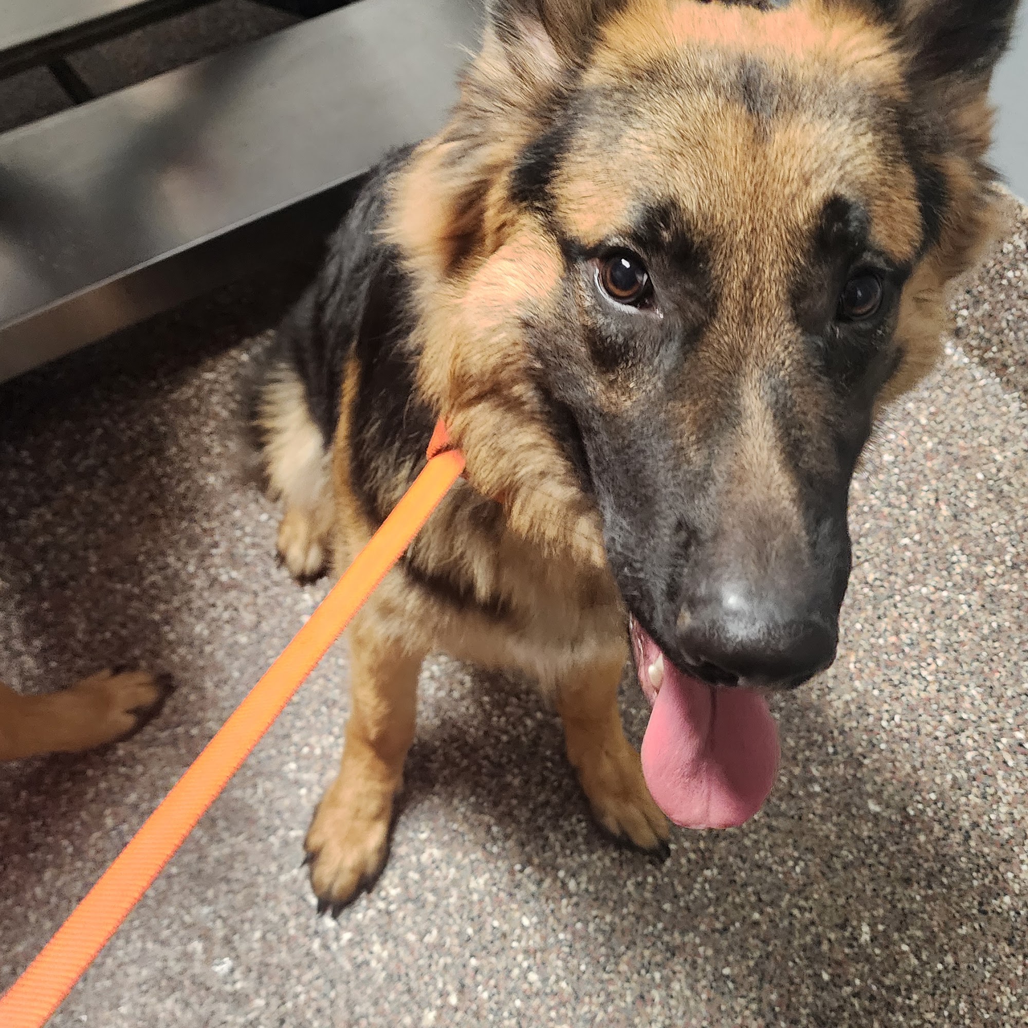 Alamont Veterinary Clinic Wharton