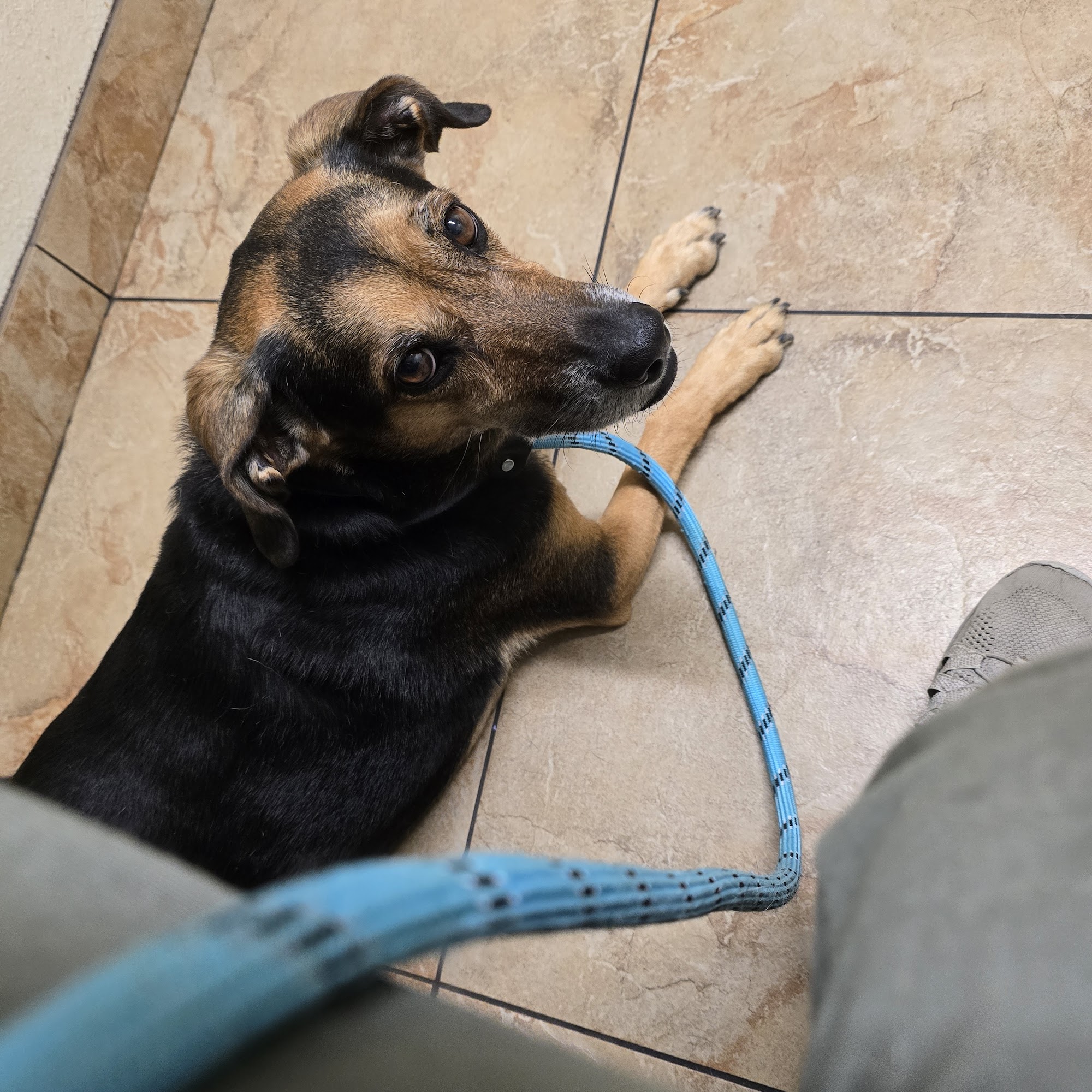 Frontier Veterinary Hospital White Settlement