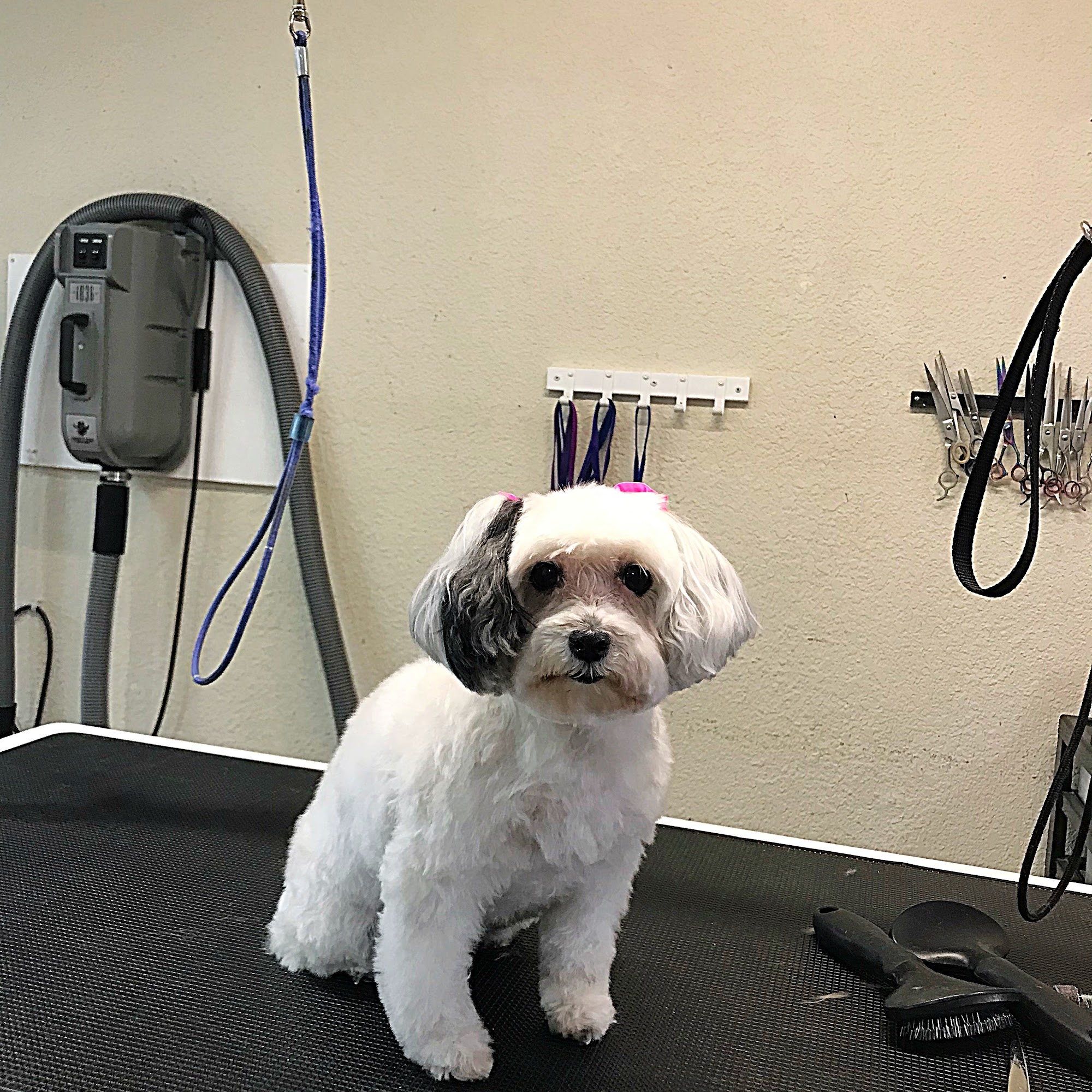 Lorie's Grooming White Settlement